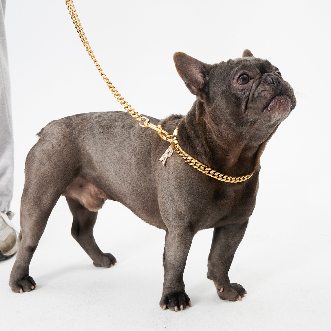 Pupwonders-Dog Chain & Tags Collection | Cuban Link Chain Dog Collars