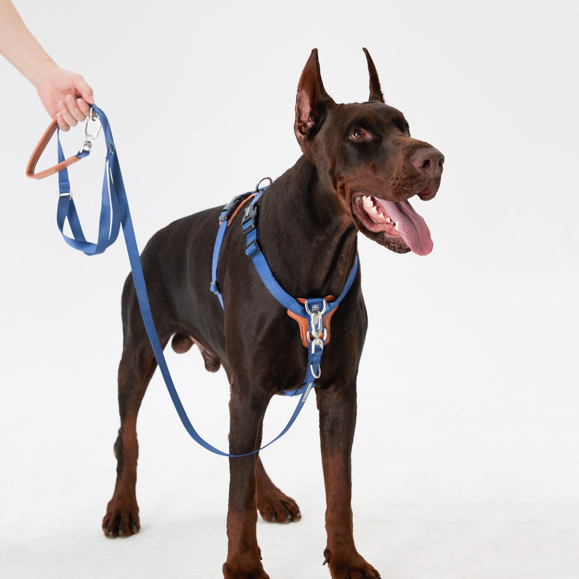 HiDream | Easy Walk Dog Harness & Leash Kit,Blue