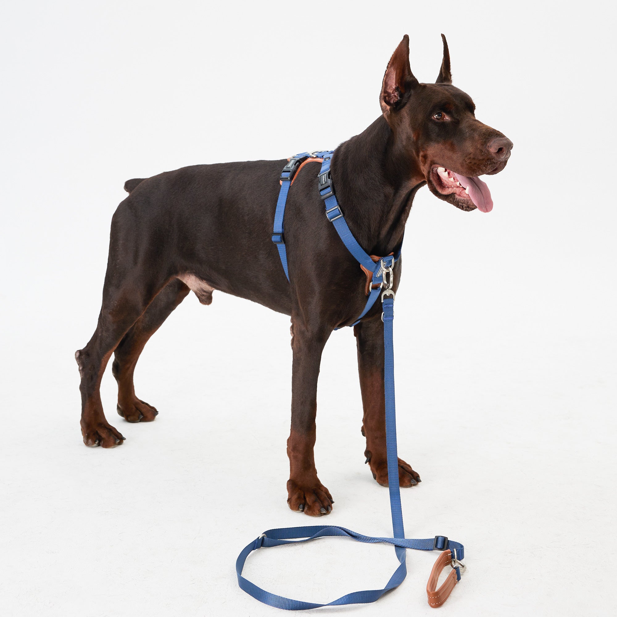 HiDream | Easy Walk Dog Harness,Blue