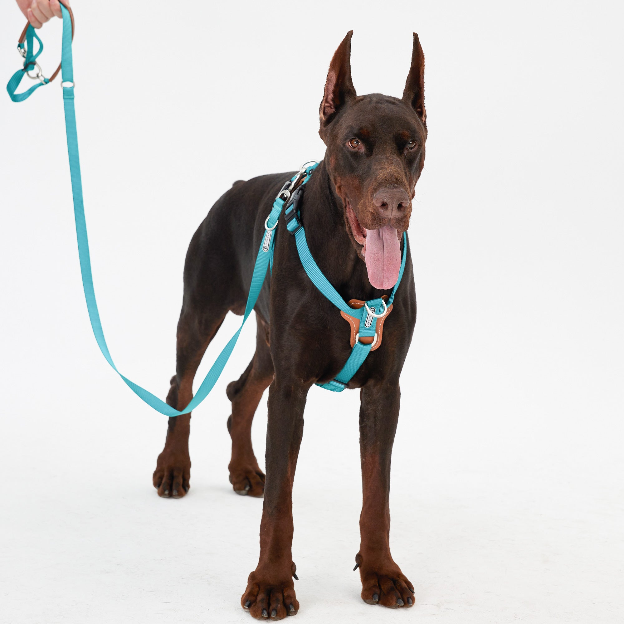 Large dog harness and leash hotsell