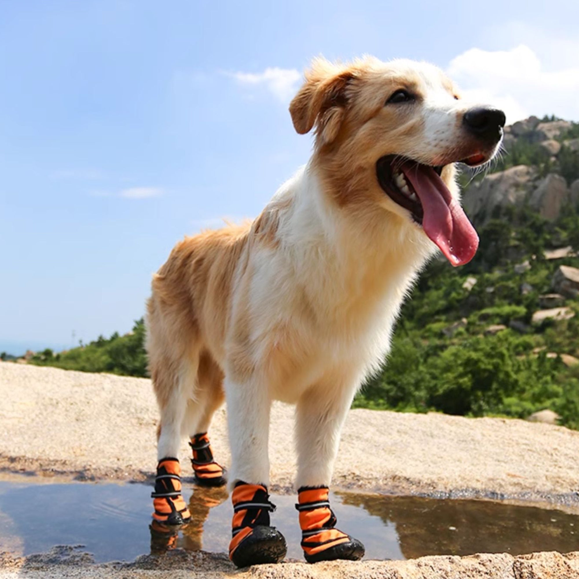 Pupwonders | Waterproof High-Top Dog Boots,Orange,Blue