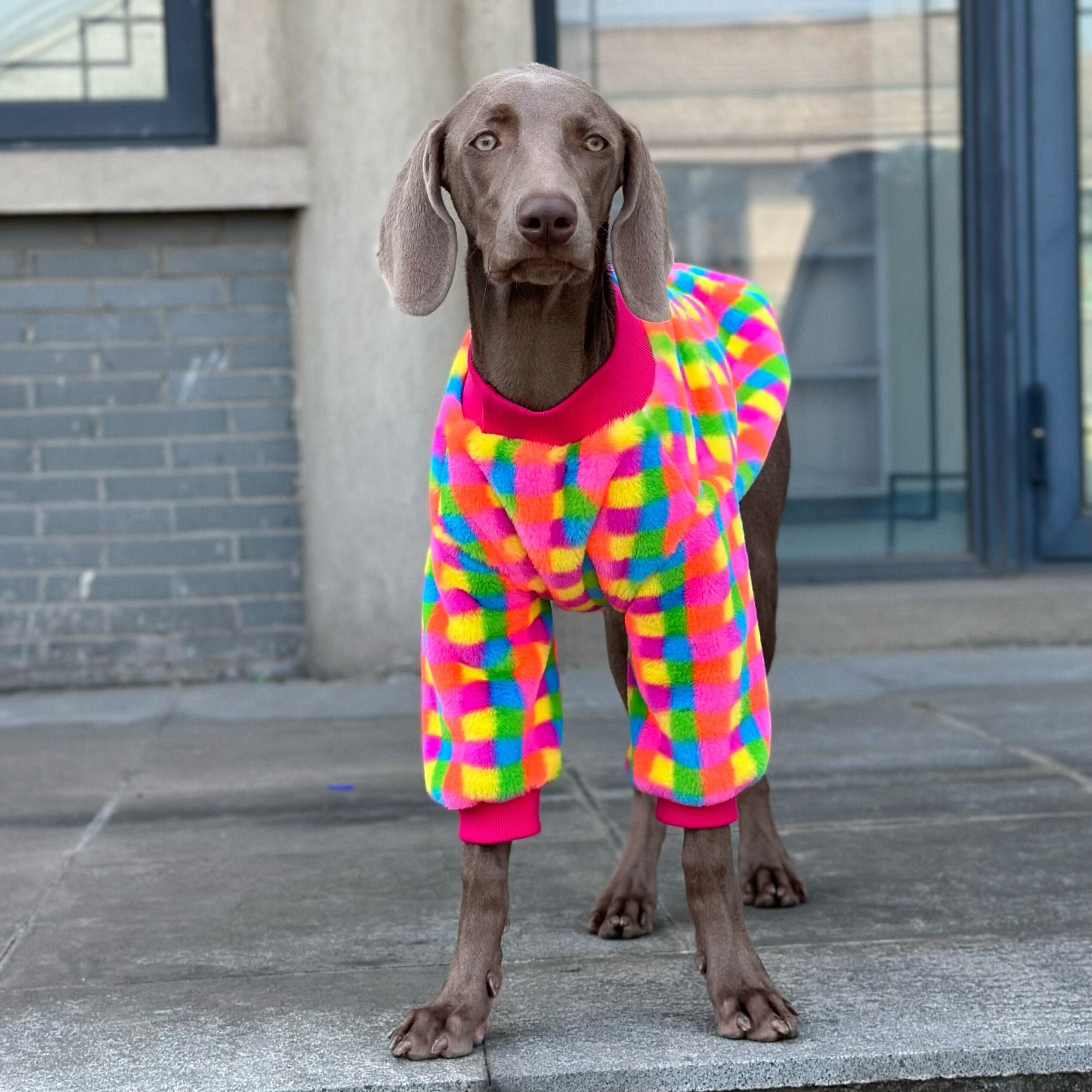 Pupwonders | Rainbow Checkered Dog Hoodie