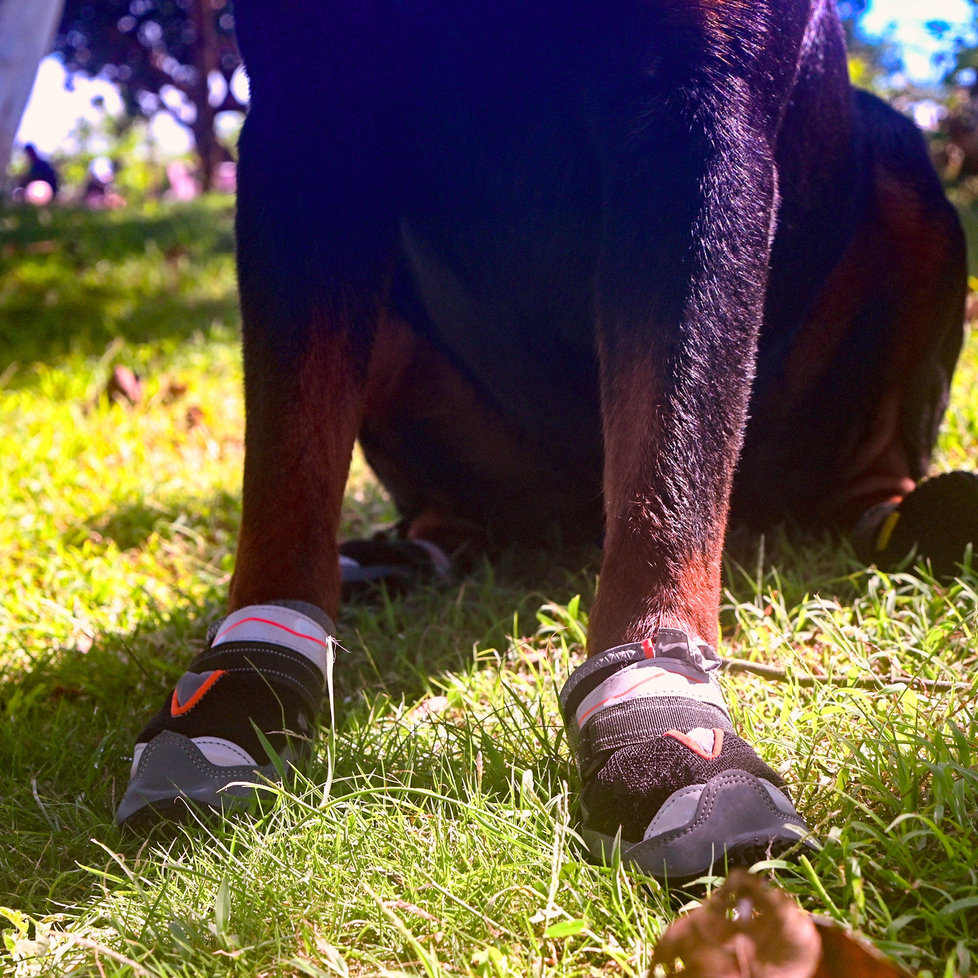 All-Terrain Dog Boots