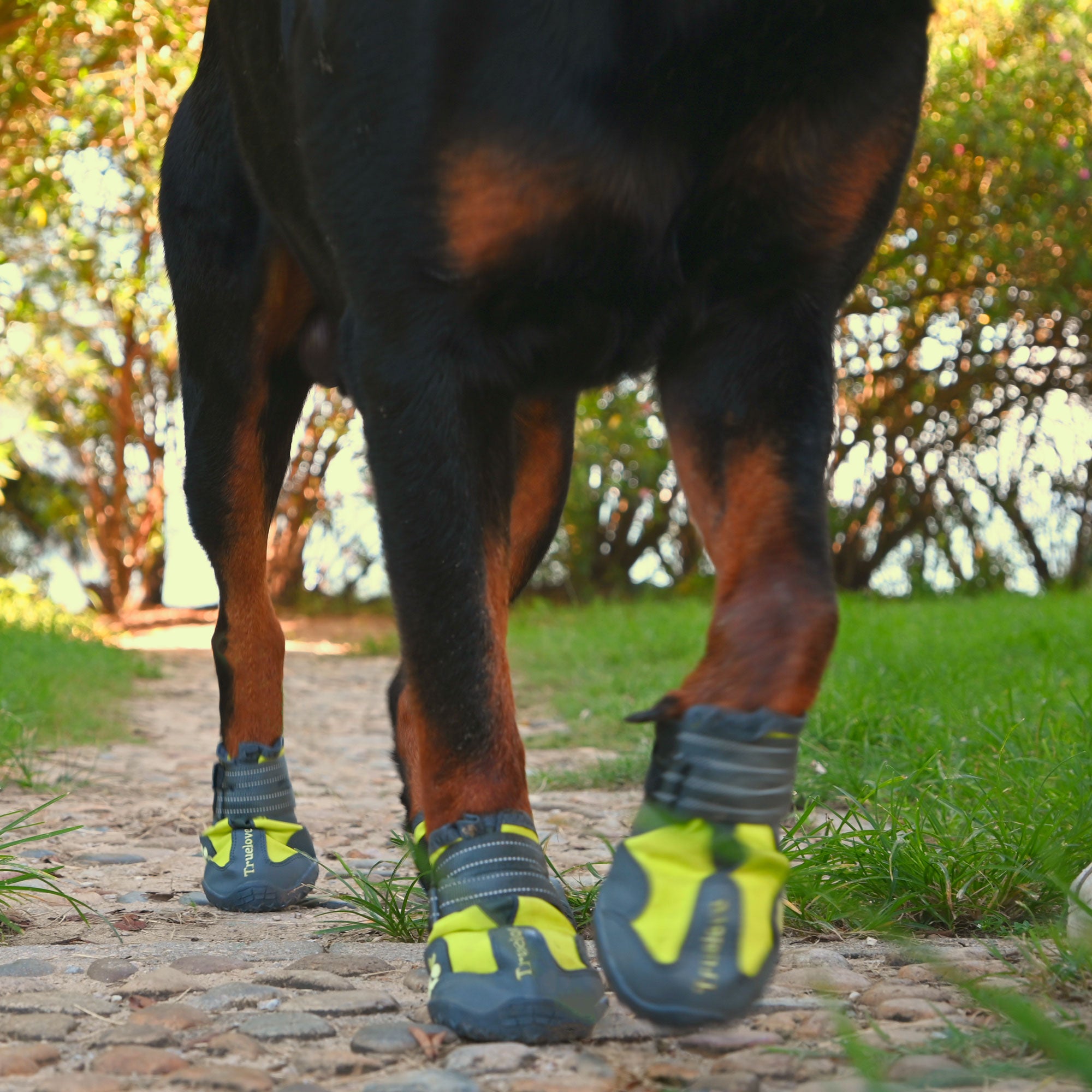 Anti-Slip Dog Shoes