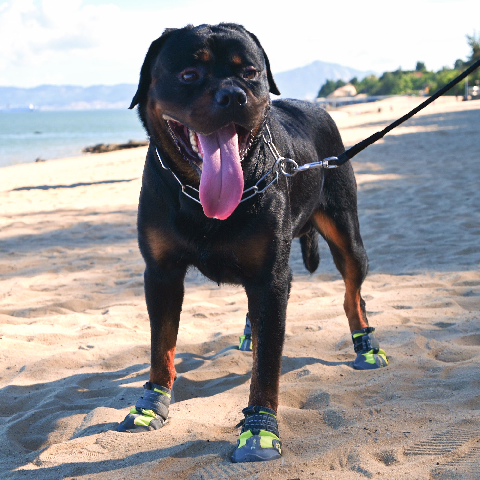 Anti-Slip Dog Shoes