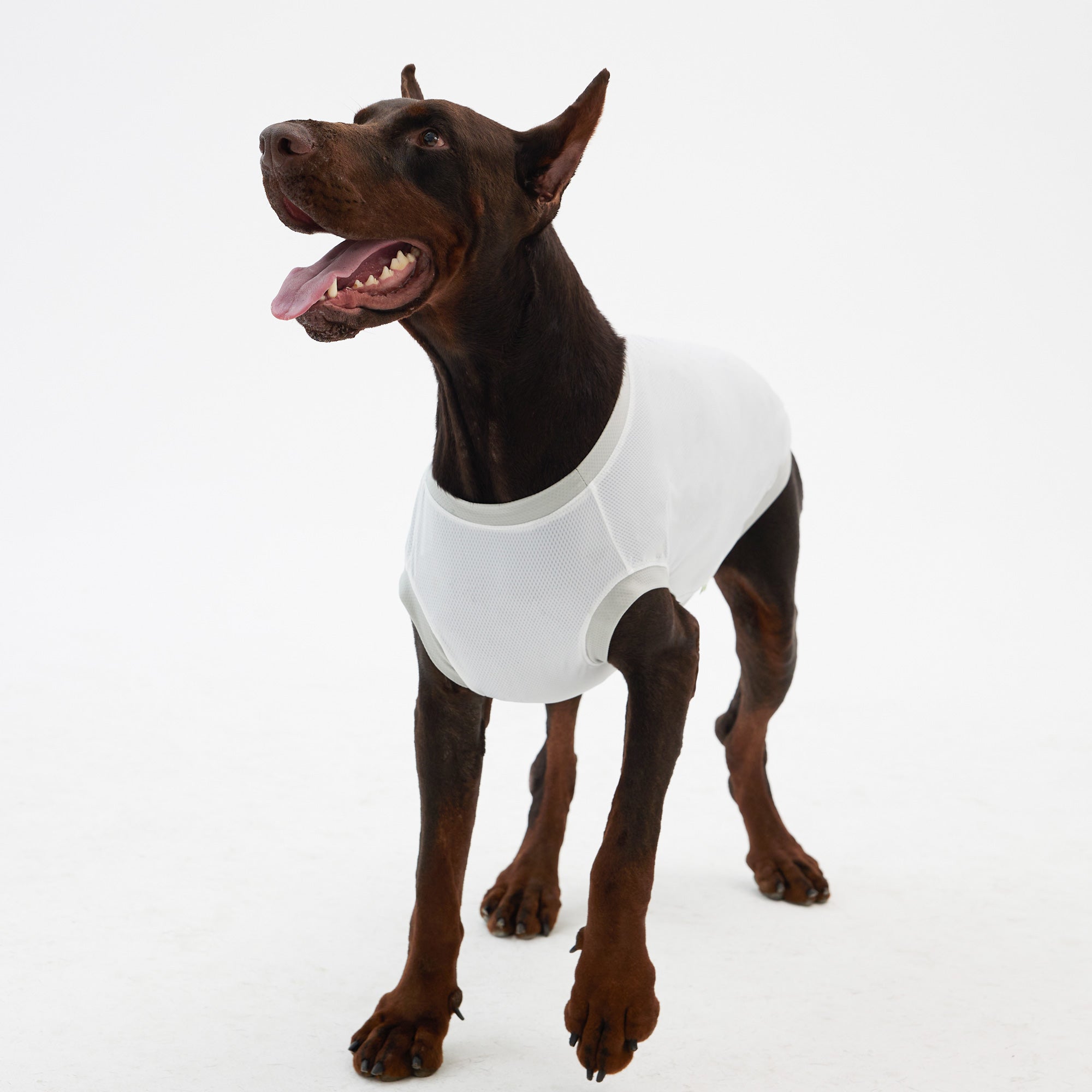 Dog Cooling Vest - White,White