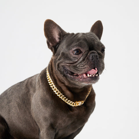 Pupwonders | Cuban Link Chain Dog Collar,Gold