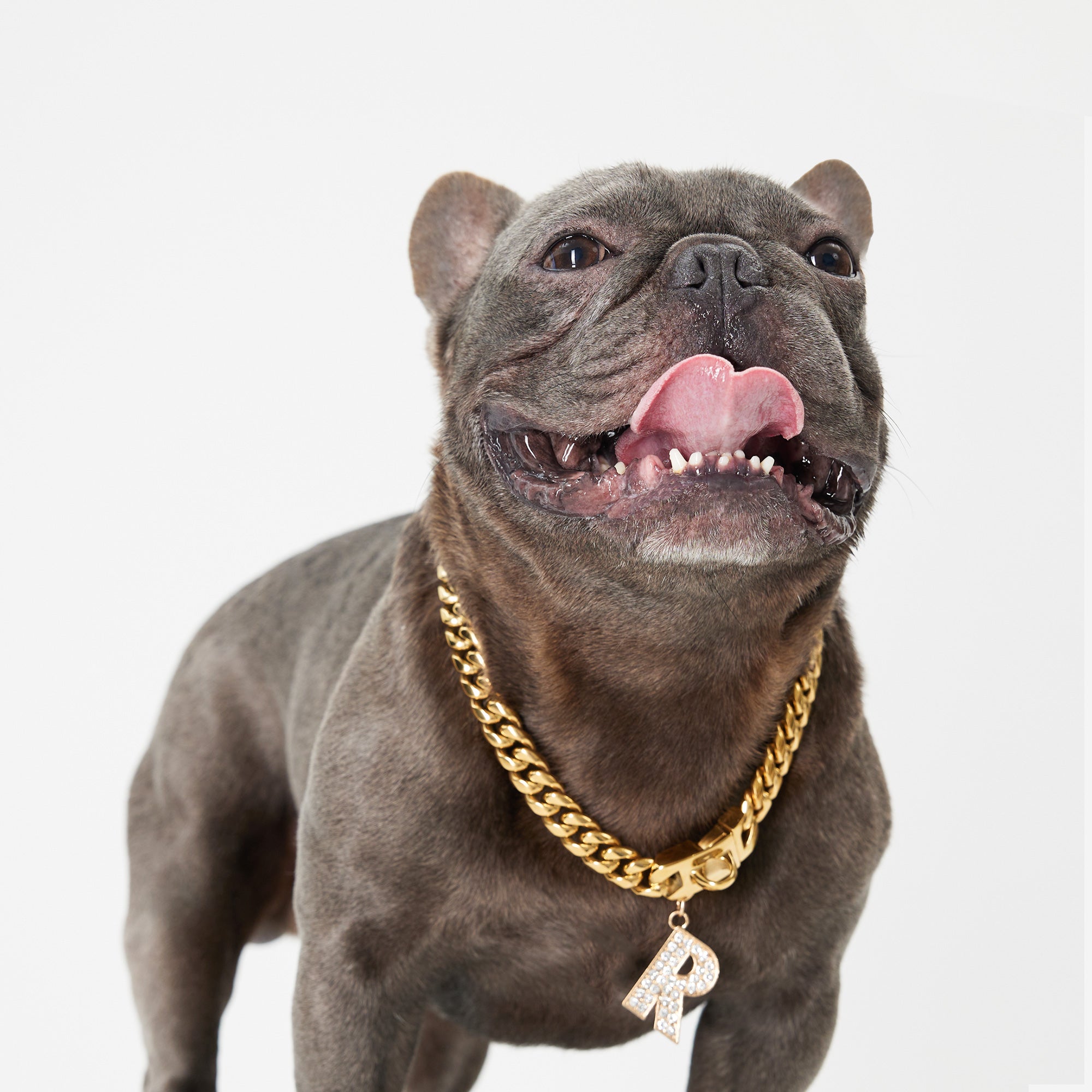 Pupwonders | Cuban Link Chain Dog Collar - Gold,Gold