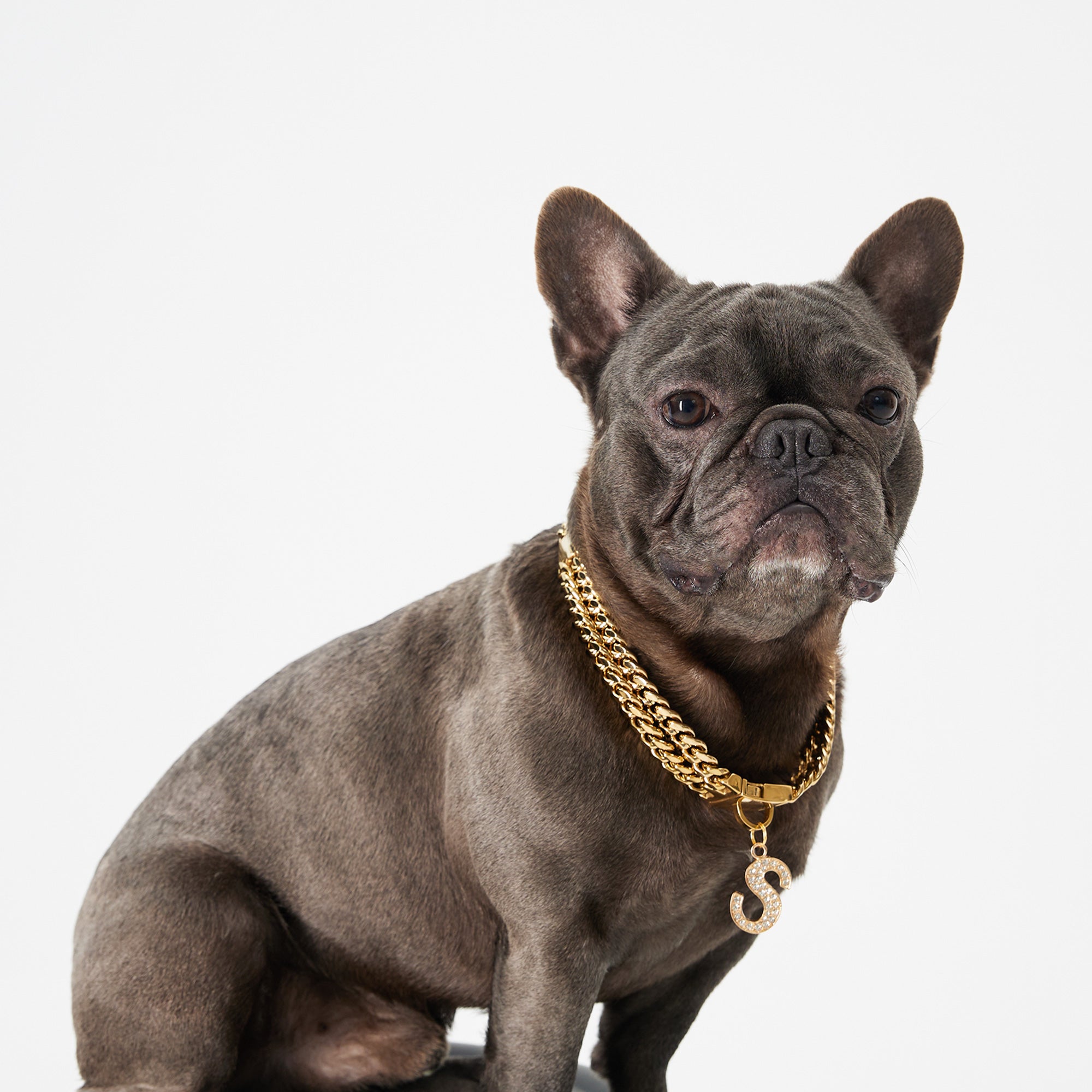 Pupwonders | Cuban Link Chain Dog Collar - Gold,Gold