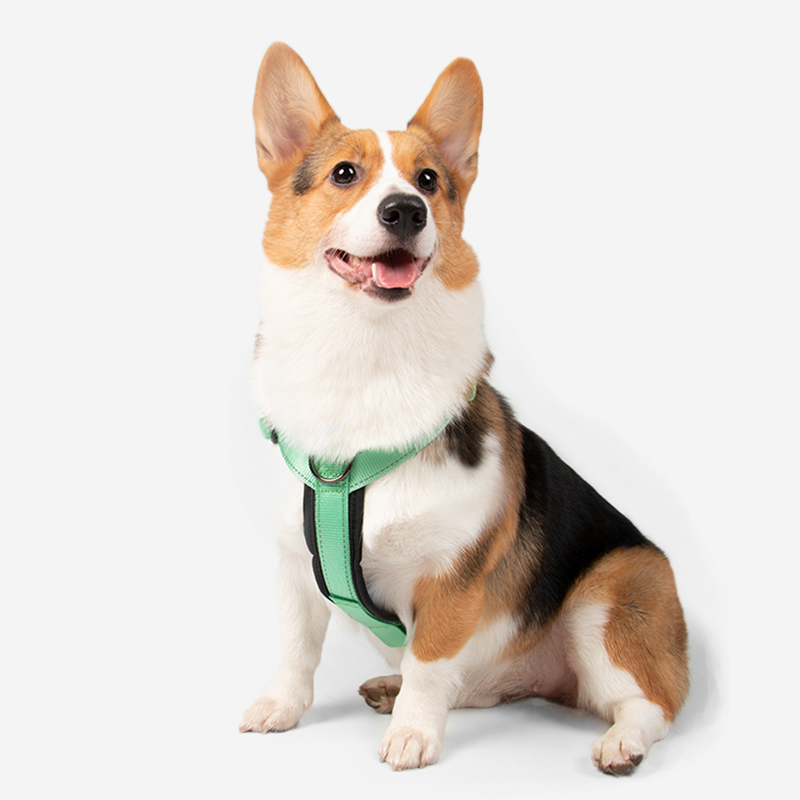 Pupwonders | 4-in-1 Anti-shock Dog Harness,Green