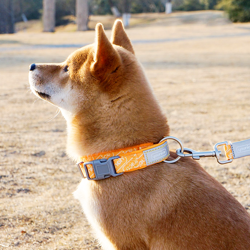 Pupwonders | Double-Layer Thickened Dog Collar,Orange