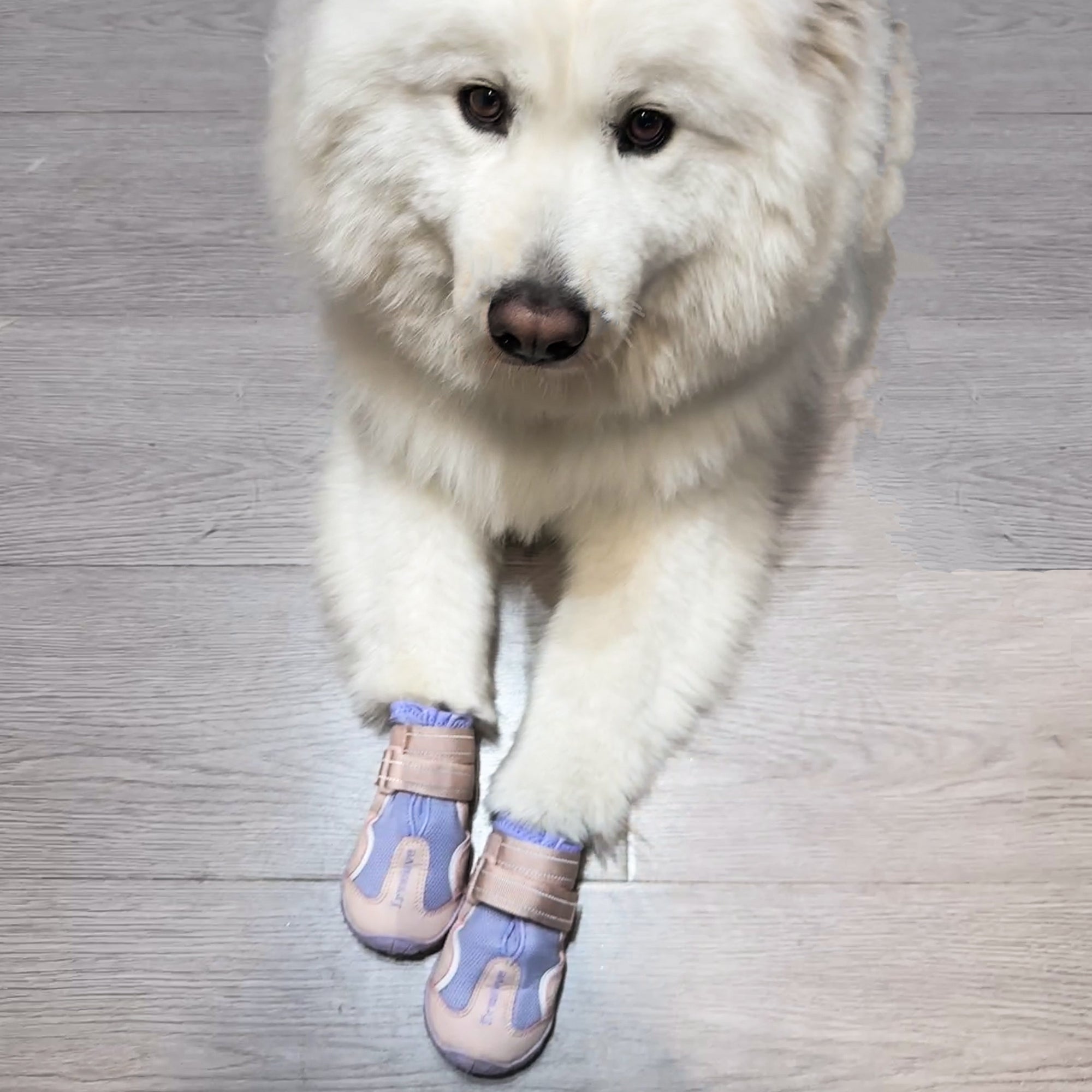 Anti-Slip Breathable Dog Shoes
