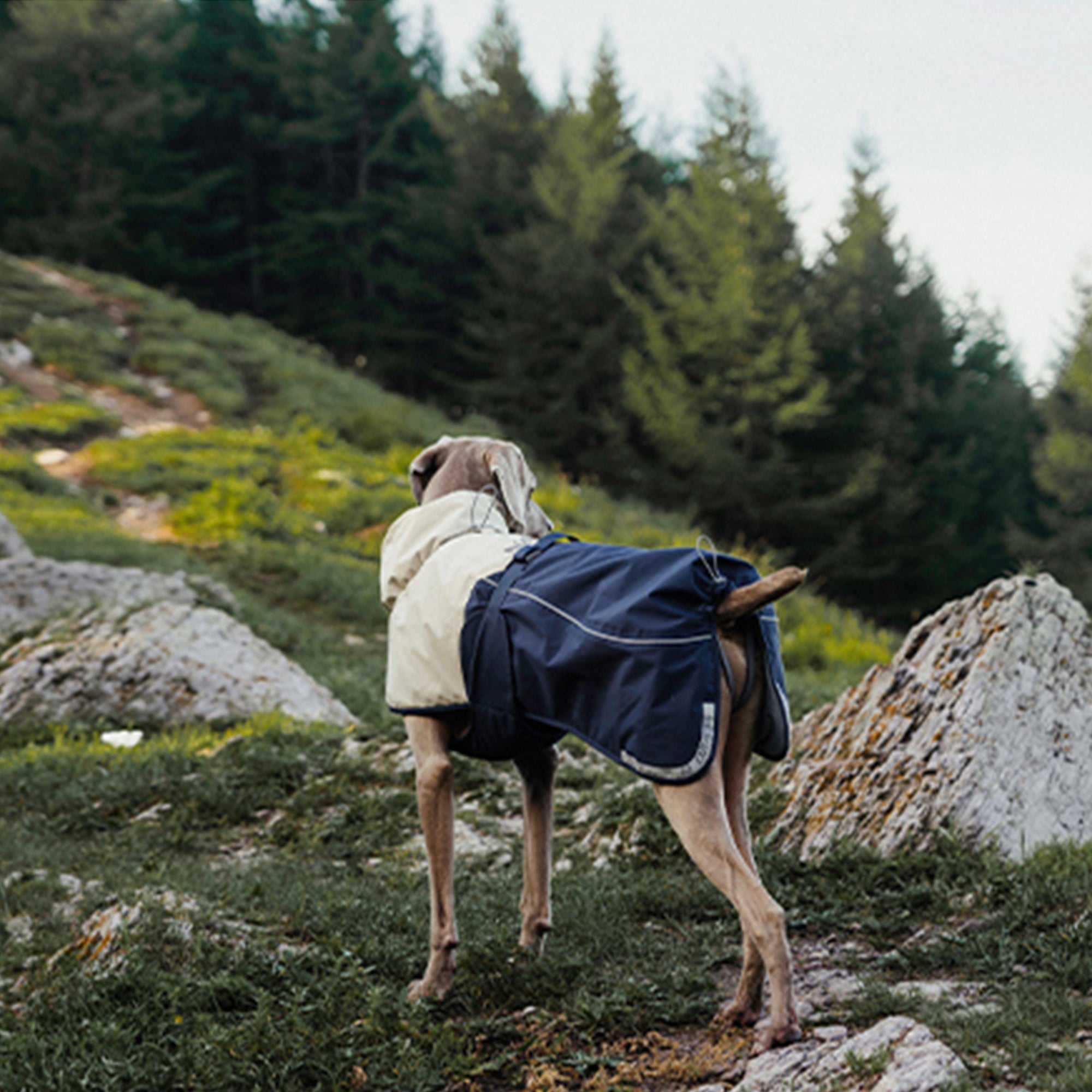 Hardshell Dog Waterproof Jacket - Blue,Blue