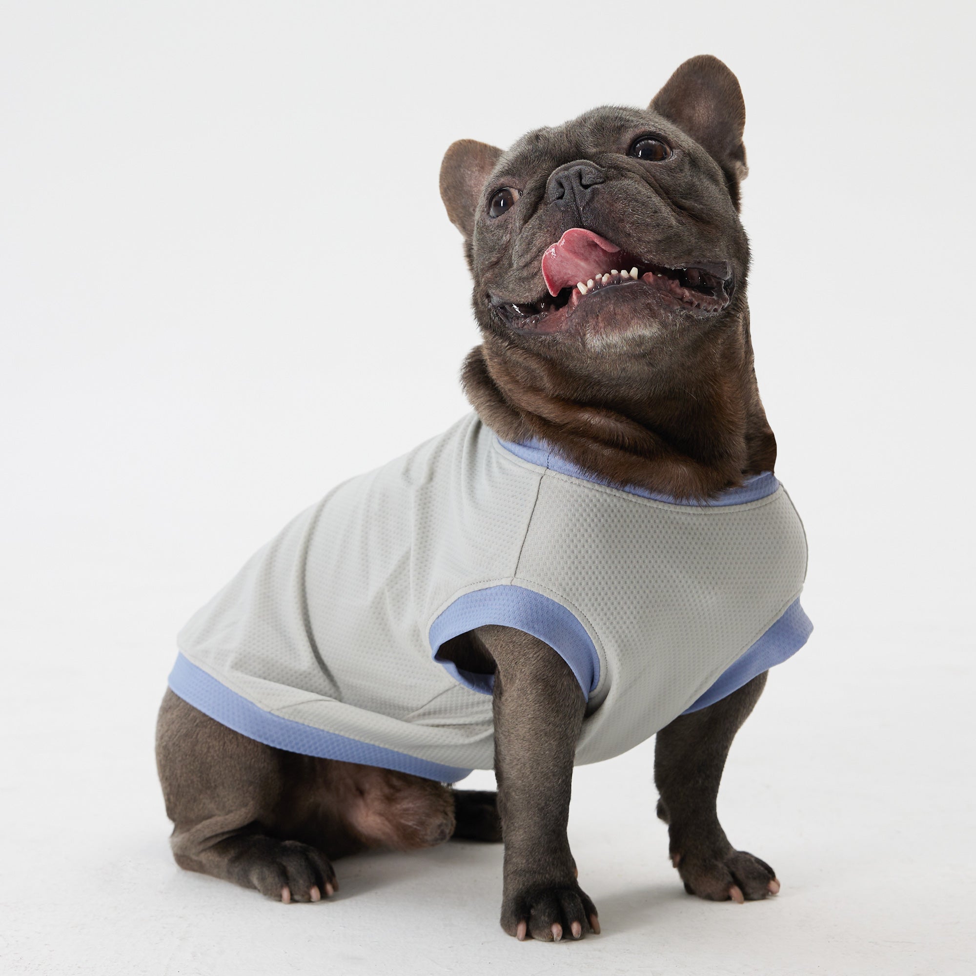 Dog Cooling Vest - Grey,Grey