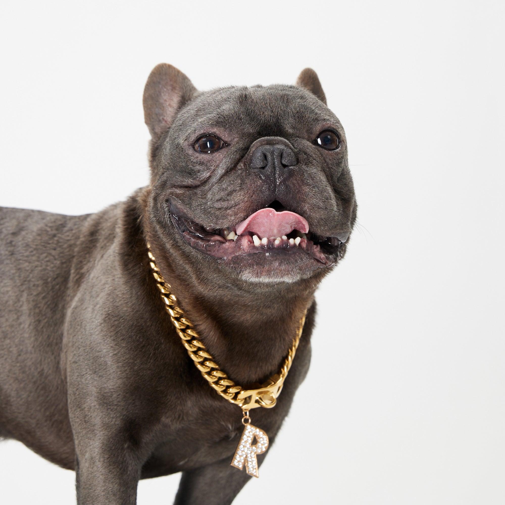 Pupwonders | Cuban Link Chain Dog Collar - Gold,Gold