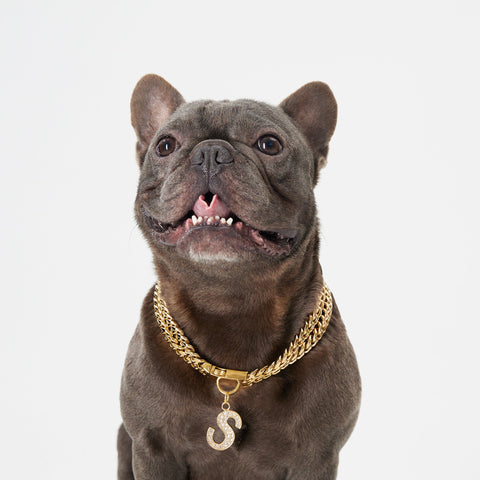 Pupwonders | Cuban Link Chain Dog Collar - Gold,Gold