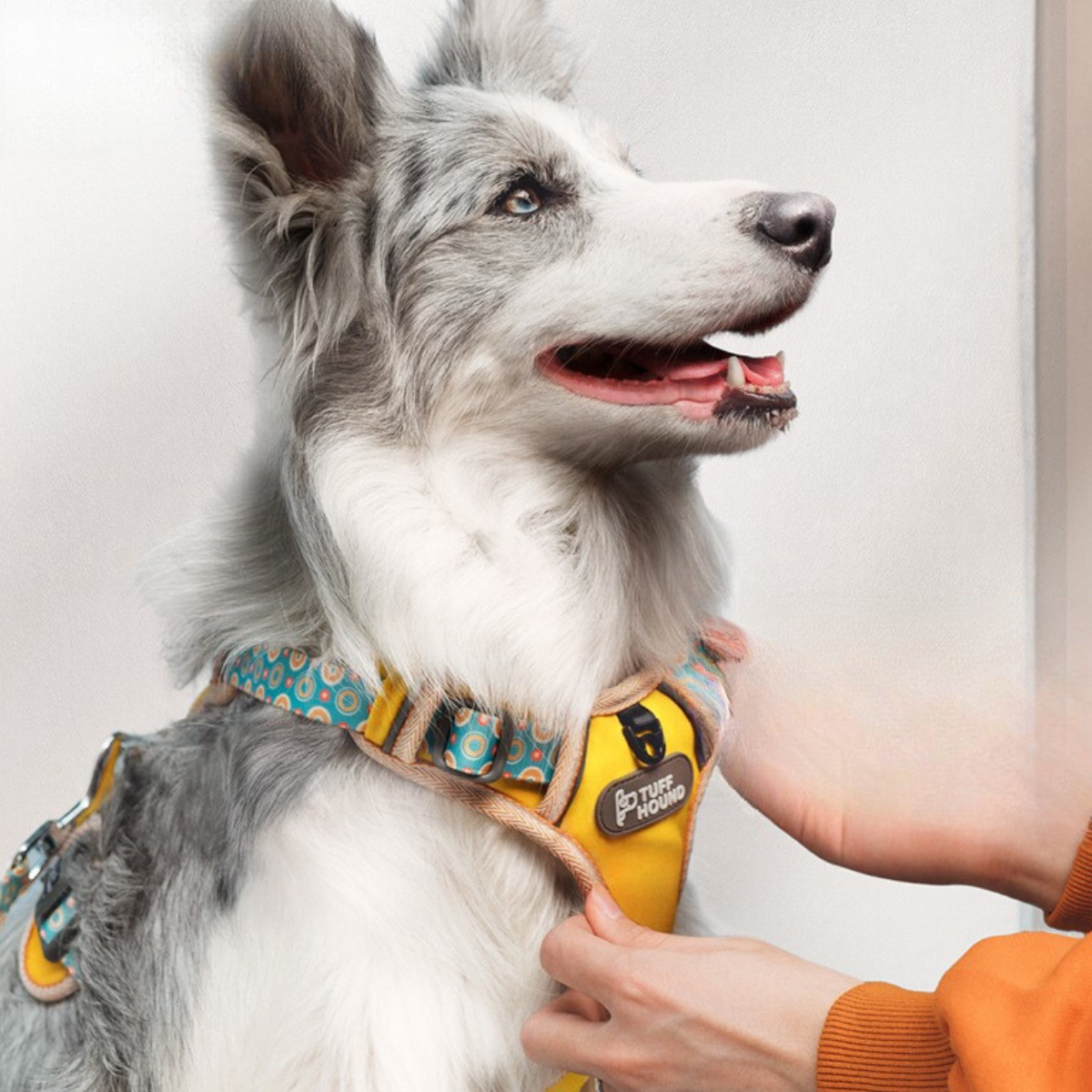 Tuff 2024 dog harness
