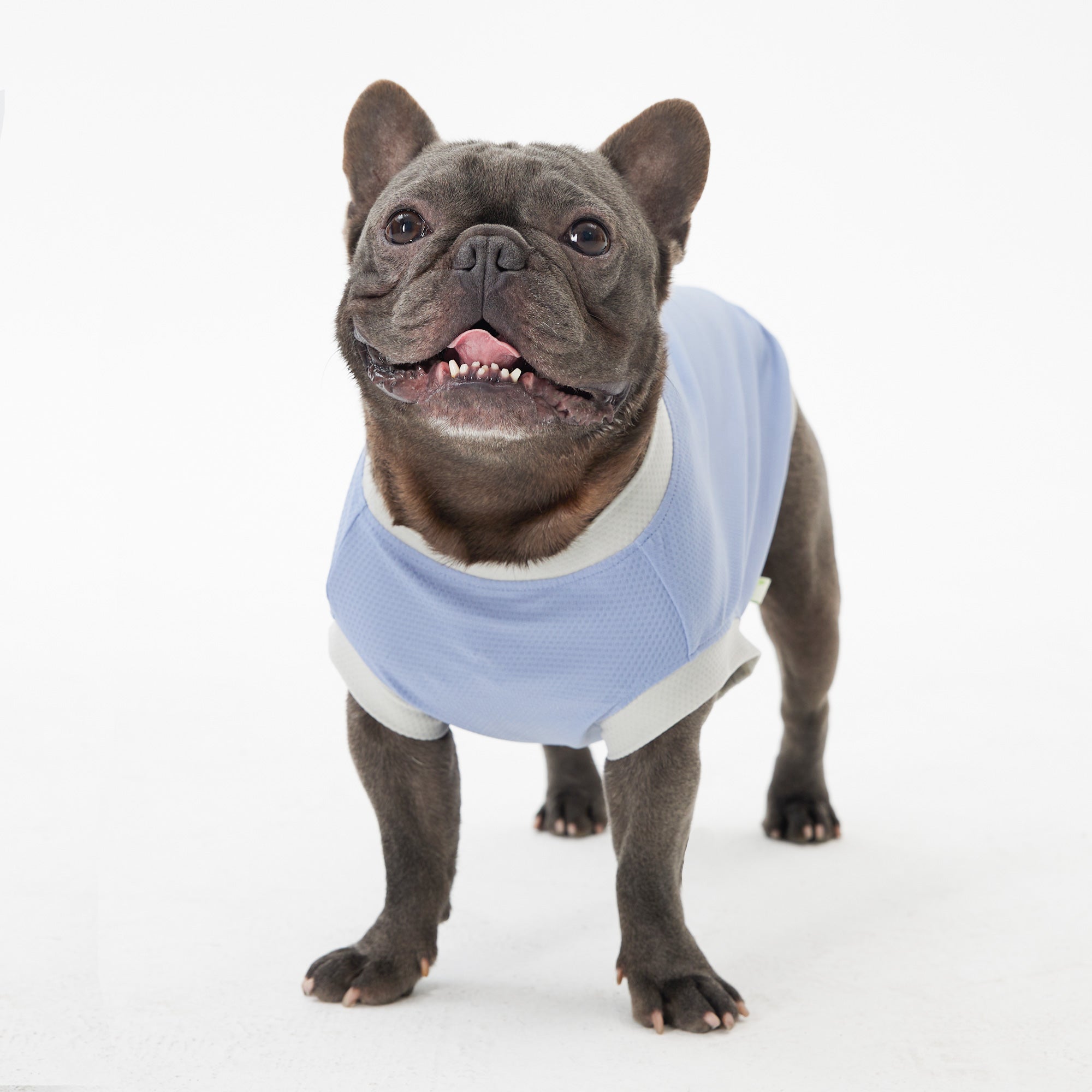 Dog Cooling Vest - Blue