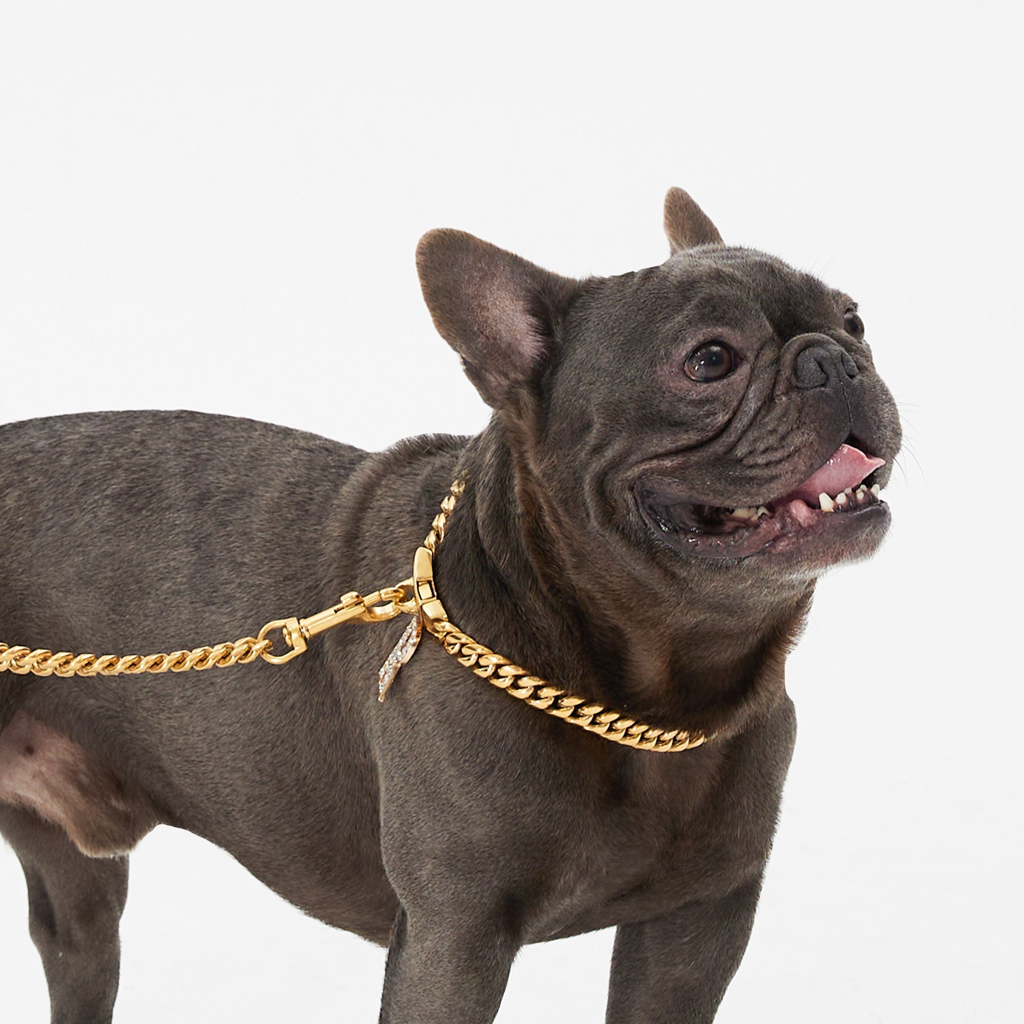 Cuban Link Gold Dog Leash - Gold,Gold