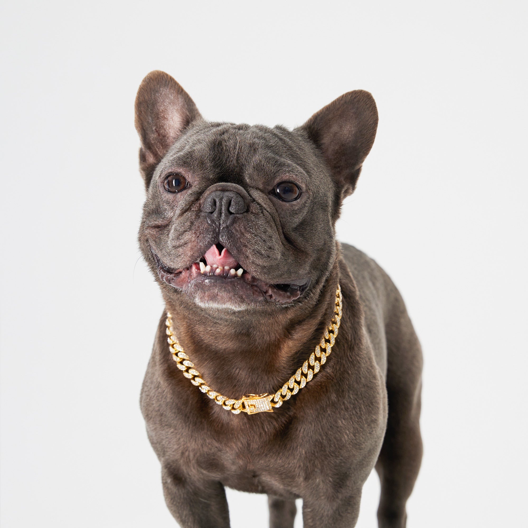 Pupwonders | Cuban Link Chain Dog Collar,Gold