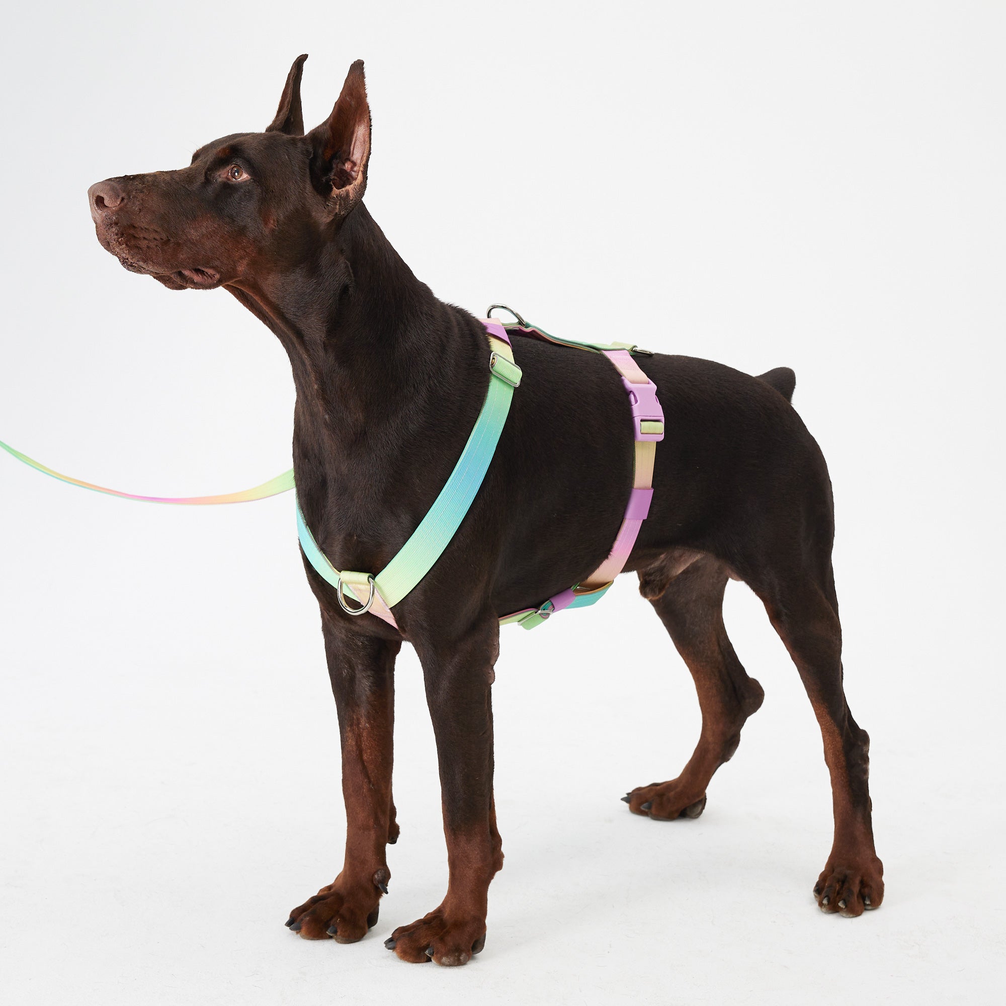 Complete Control Dog Harness - Candy,Candy