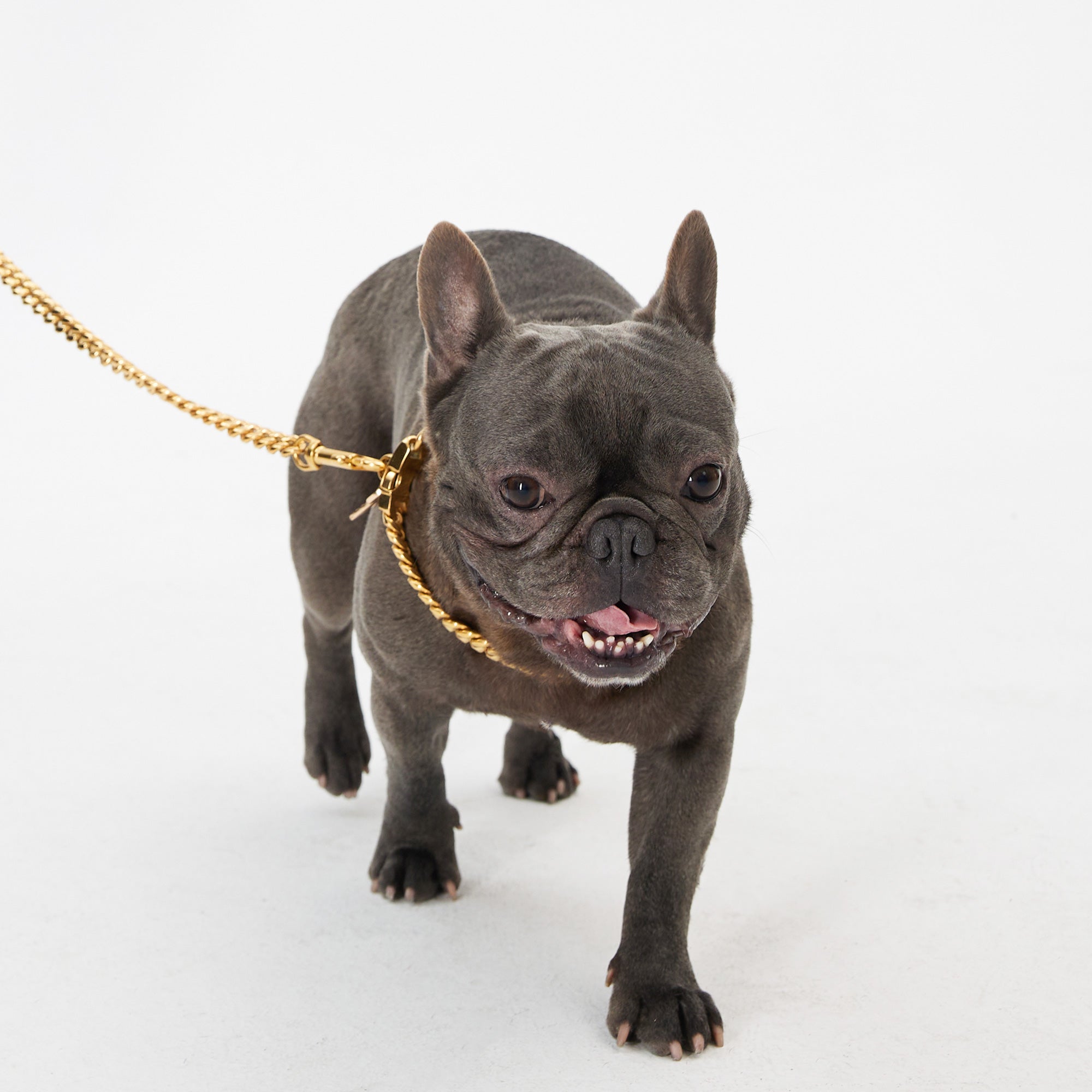 Cuban Link Gold Dog Leash - Gold,Gold