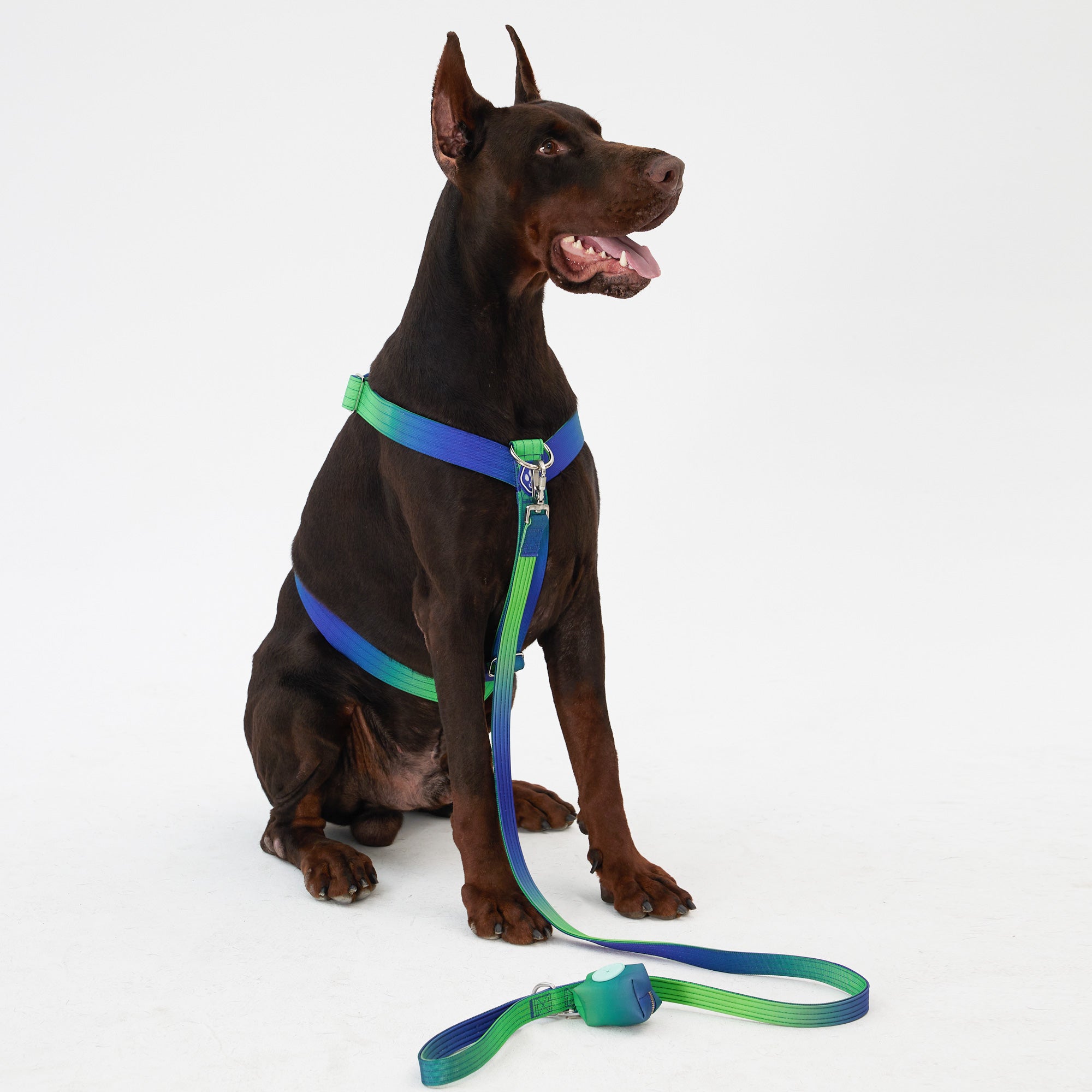 Complete Control Dog Harness Set - Aurora,Aurora