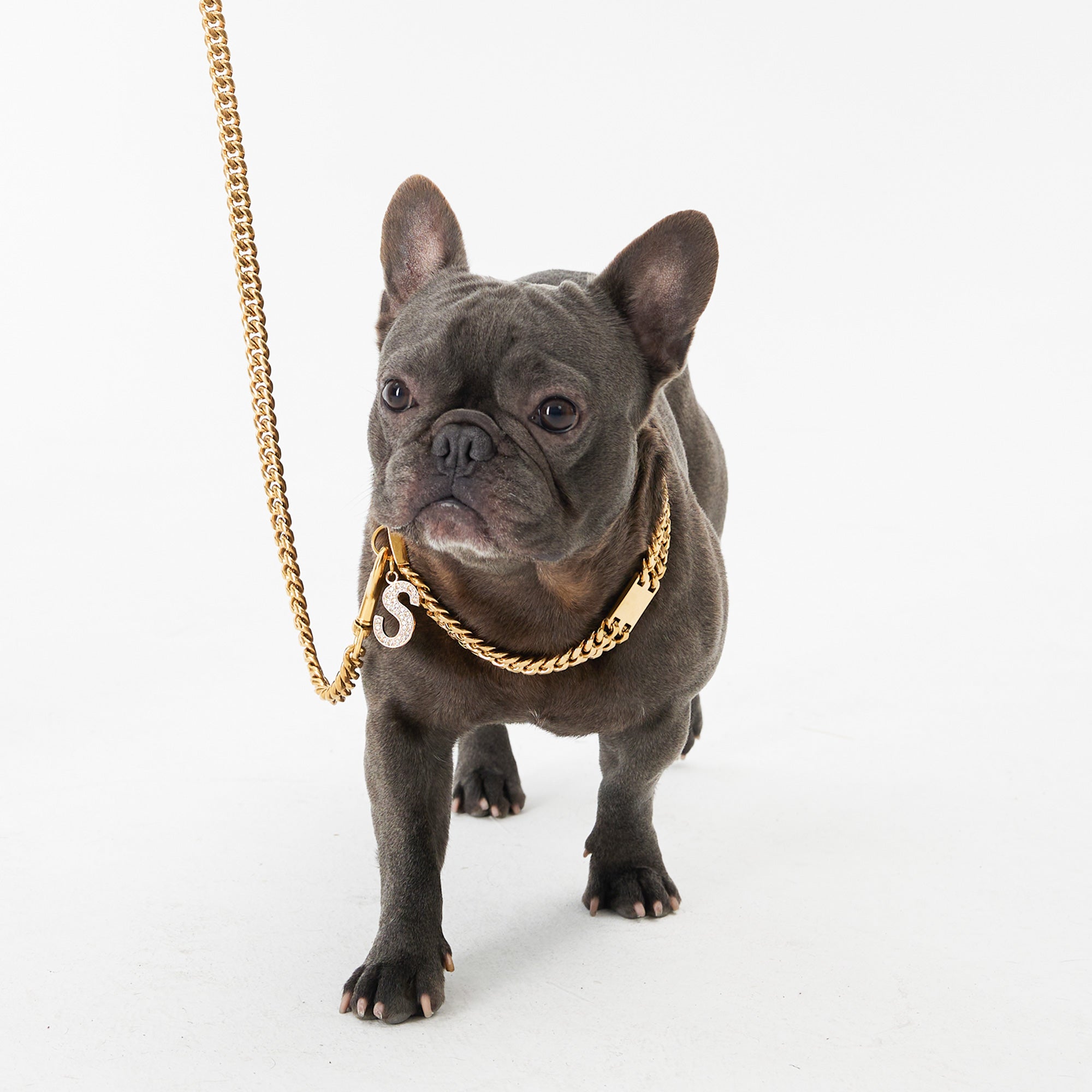 Cuban Link Gold Dog Leash - Gold,Gold