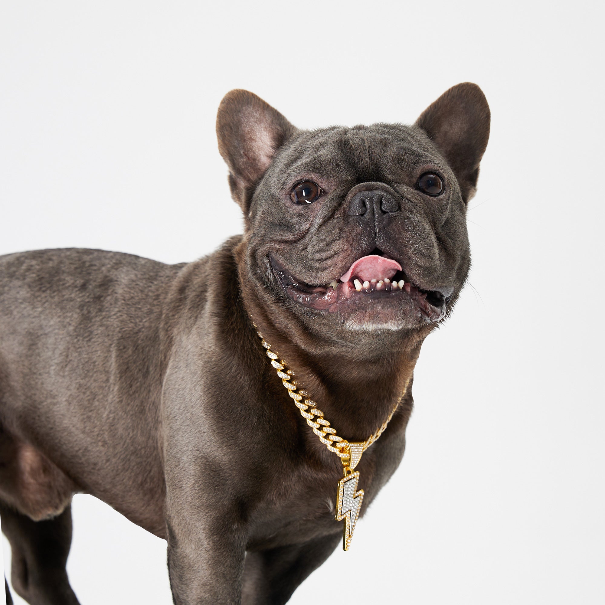Pupwonders | Diamond-Decorated Cuban Link Dog Collar,Gold