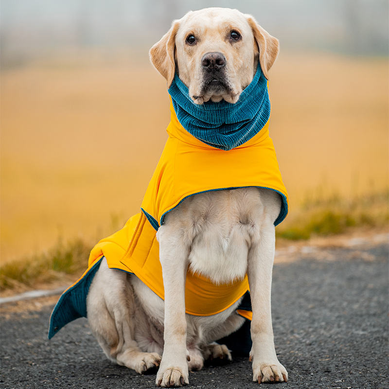 Corgiology | Cotton Winter Dog Clothes Collection,Yellow