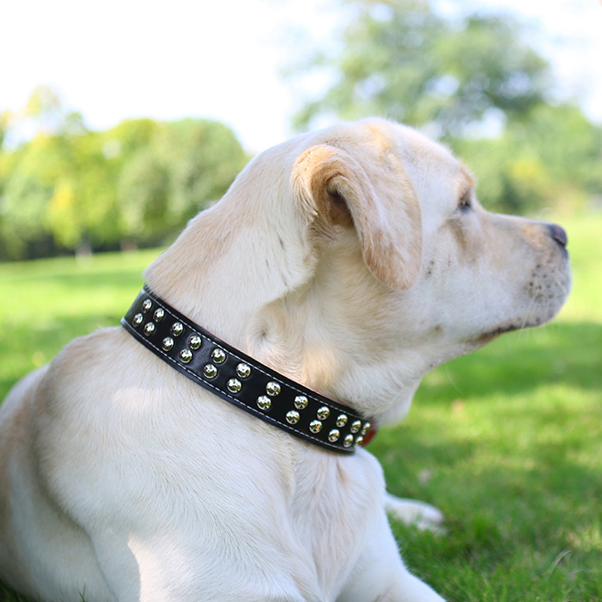 Pupwonders | Full Grain Leather Shockproof Dog Collar,Brown
