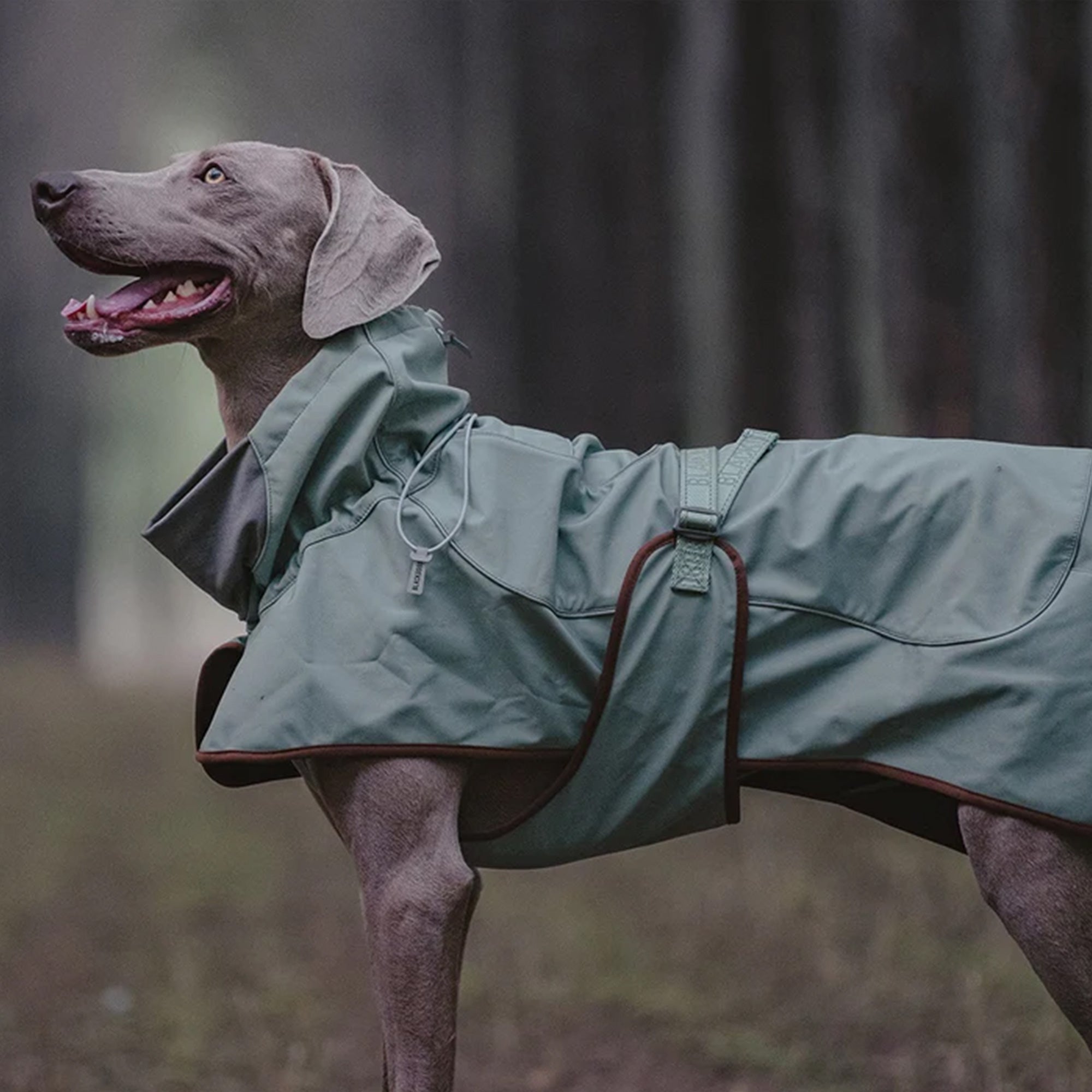 BlackDoggy | Winter Dog Jacket - Green,Green