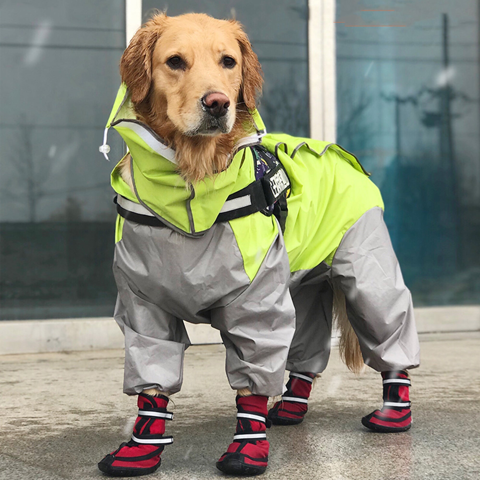 Pupwonders | Waterproof High-Top Dog Boots,Blue,Red