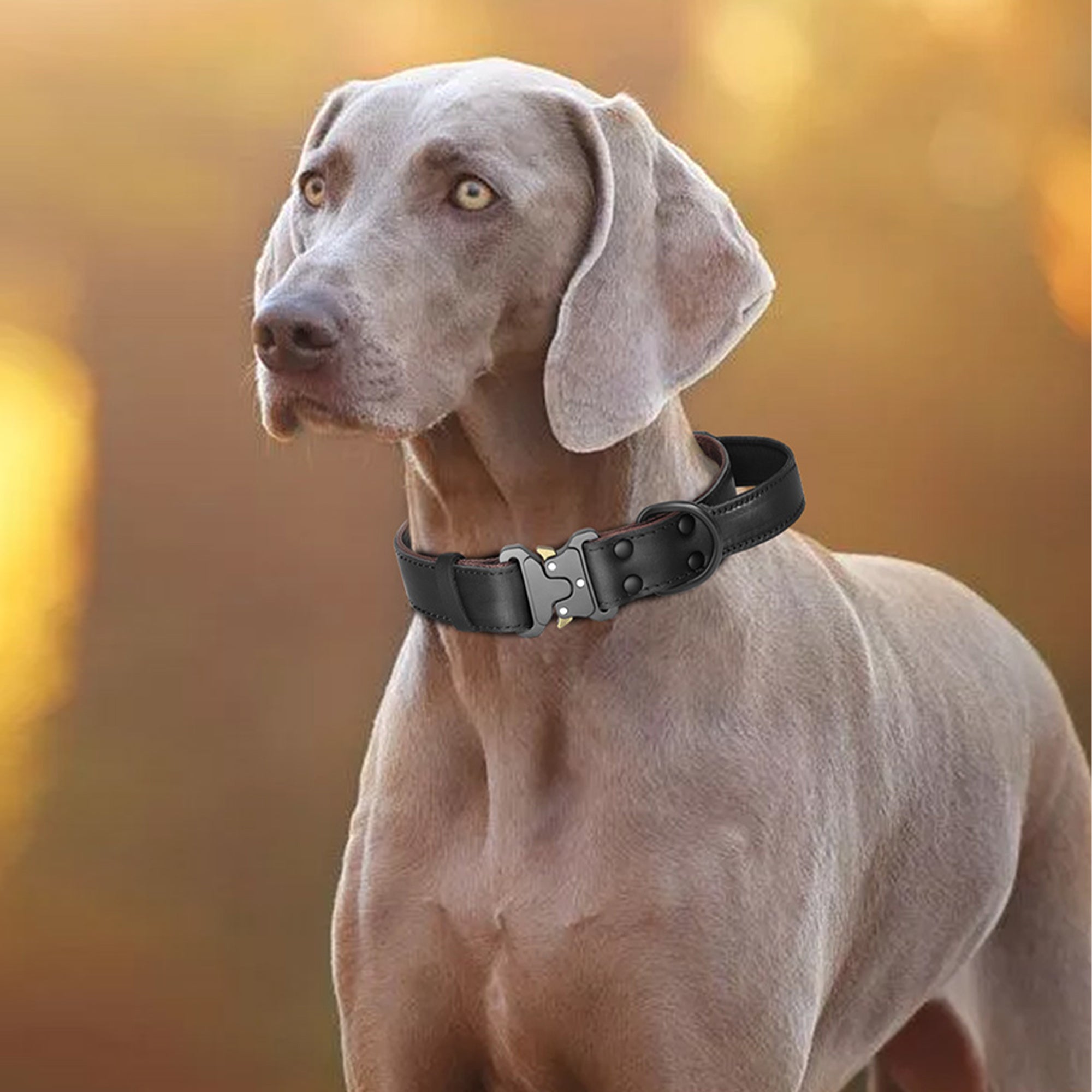Pupwonders | Explosion-Proof Bullhide Dog Collar
