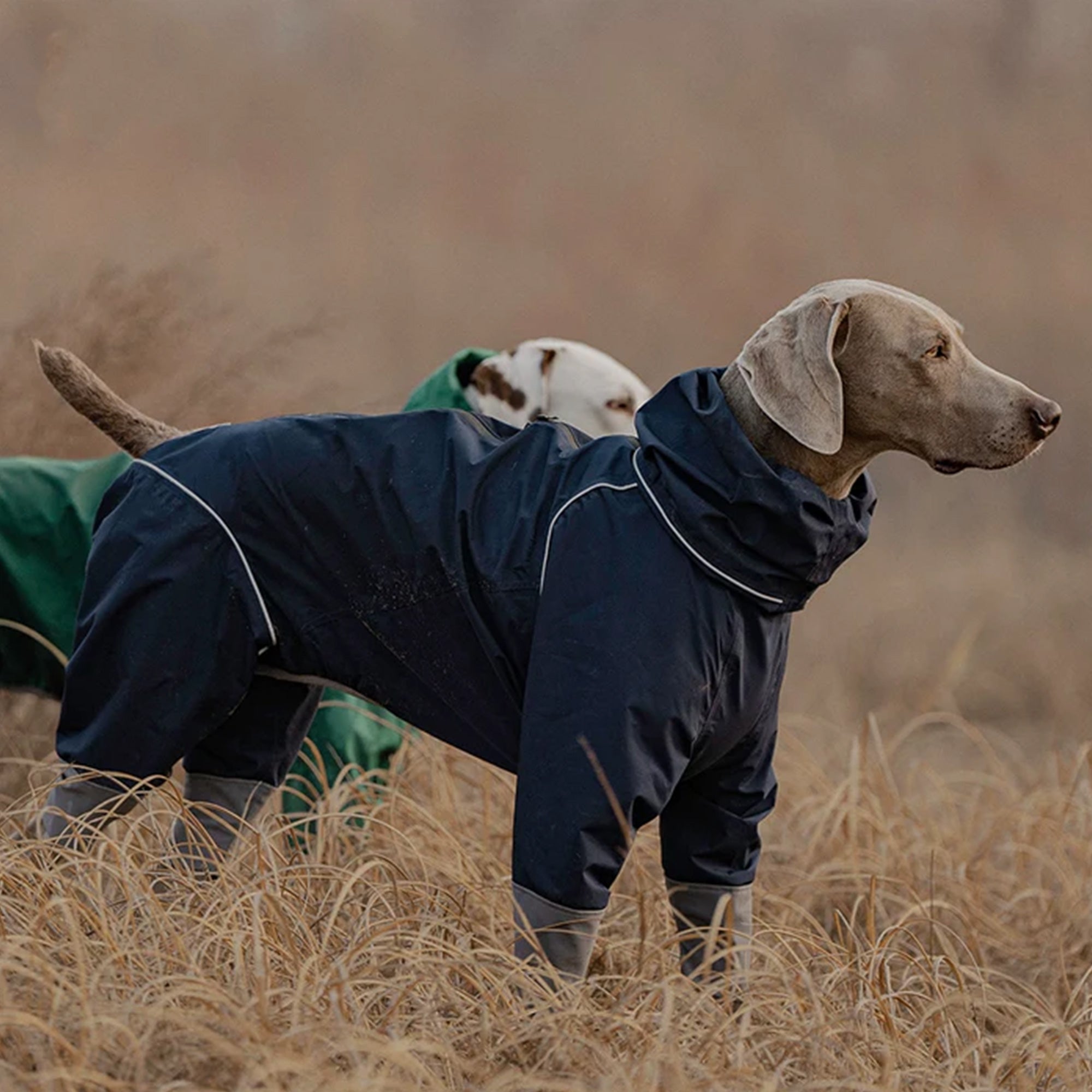 BlackDoggy | Four Leg Covered Dog Raincoat - Blue,Blue