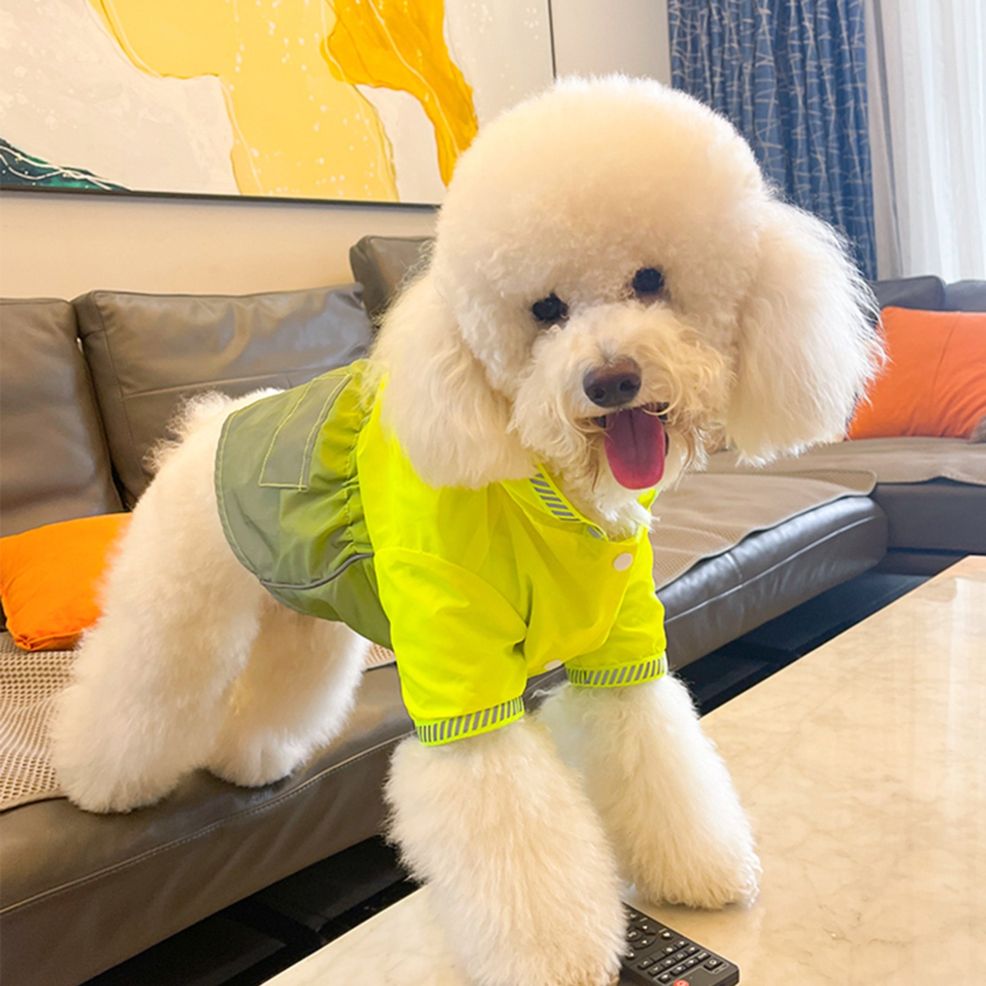 Pupwonders | Fluorescent Gradient Green Dog Jacket,Green