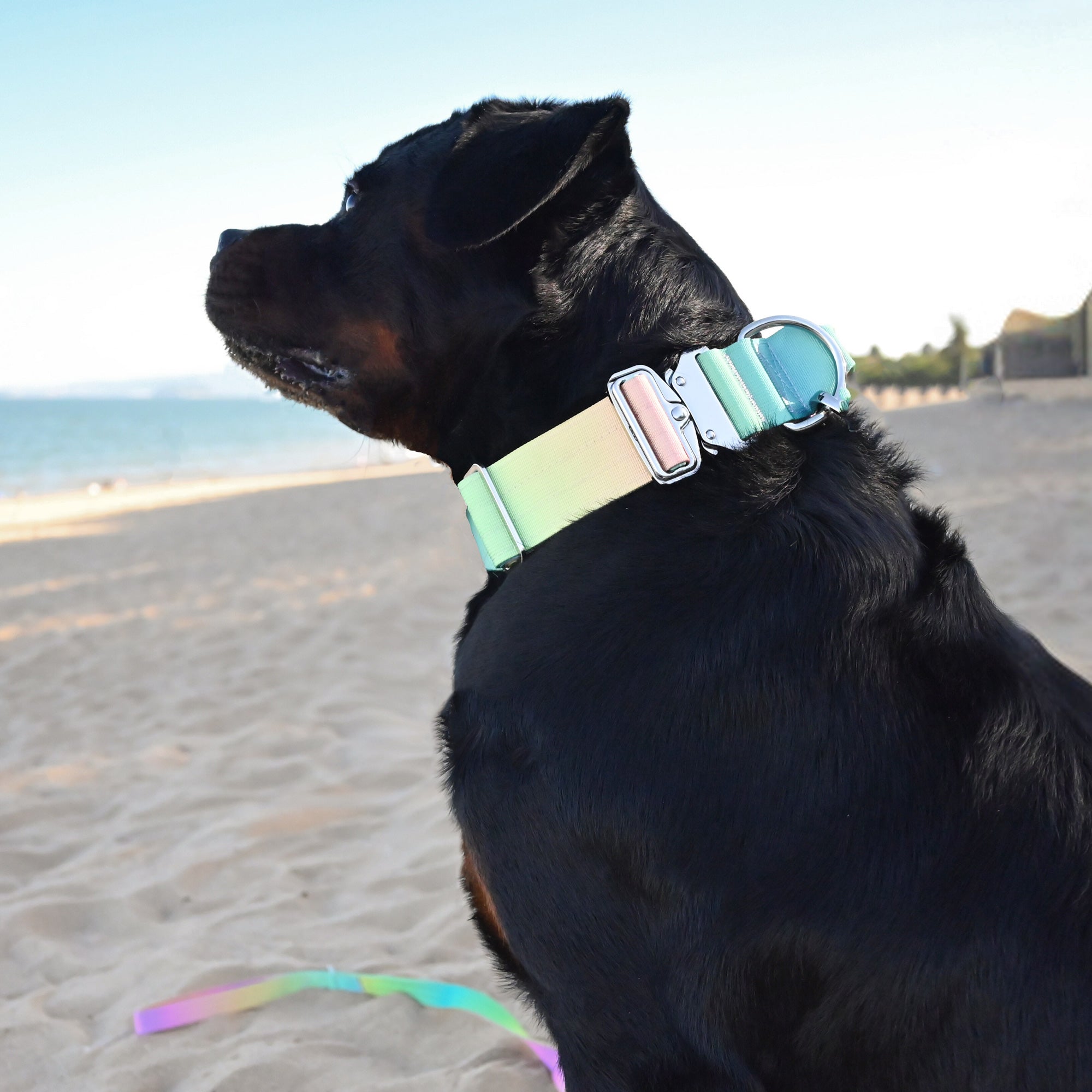 Complete Control Dog Collar - Candy