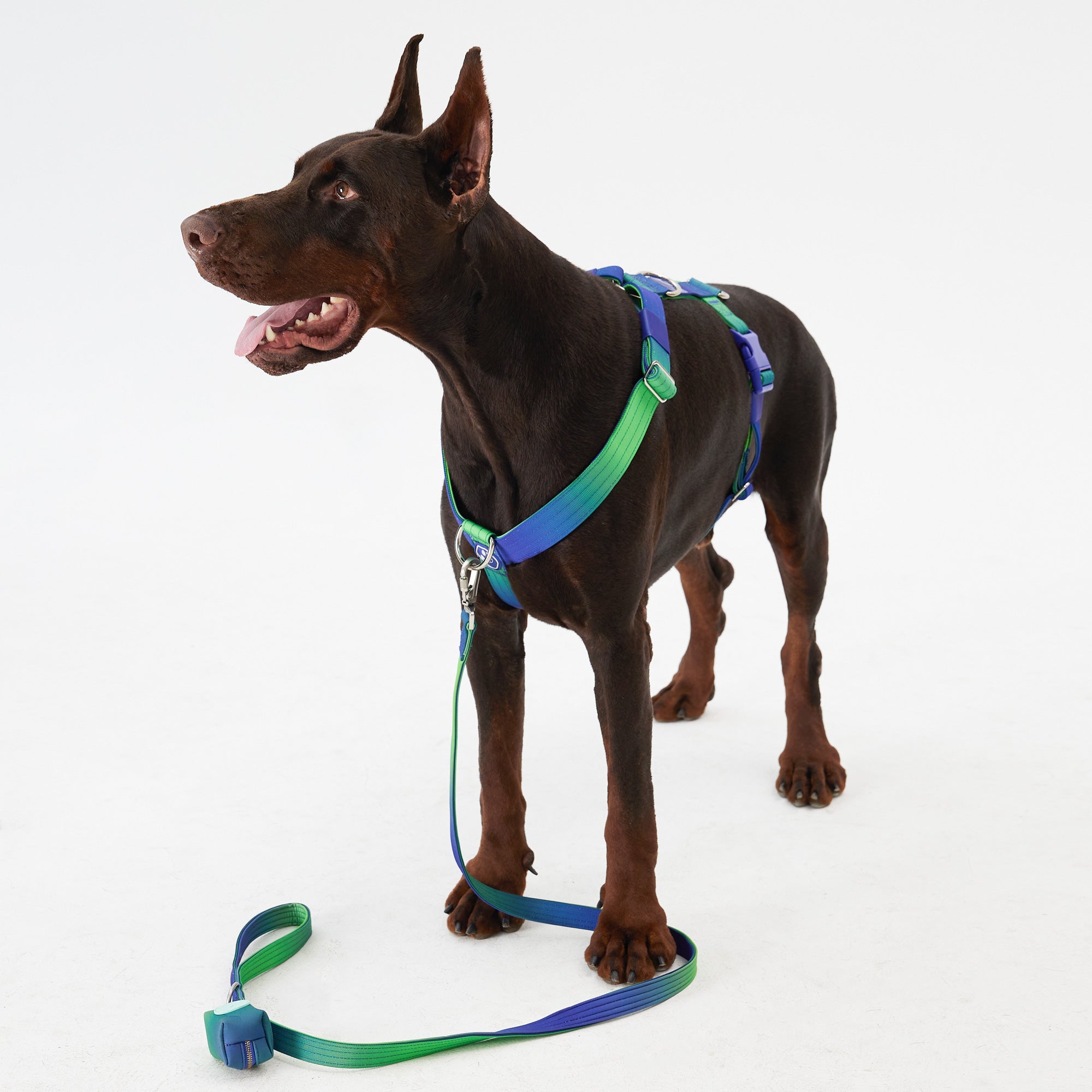 Complete Control Dog Harness - Aurora,Aurora