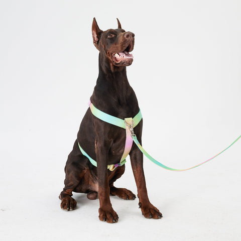 Complete Control No Pull Dog Harness Set - Candy