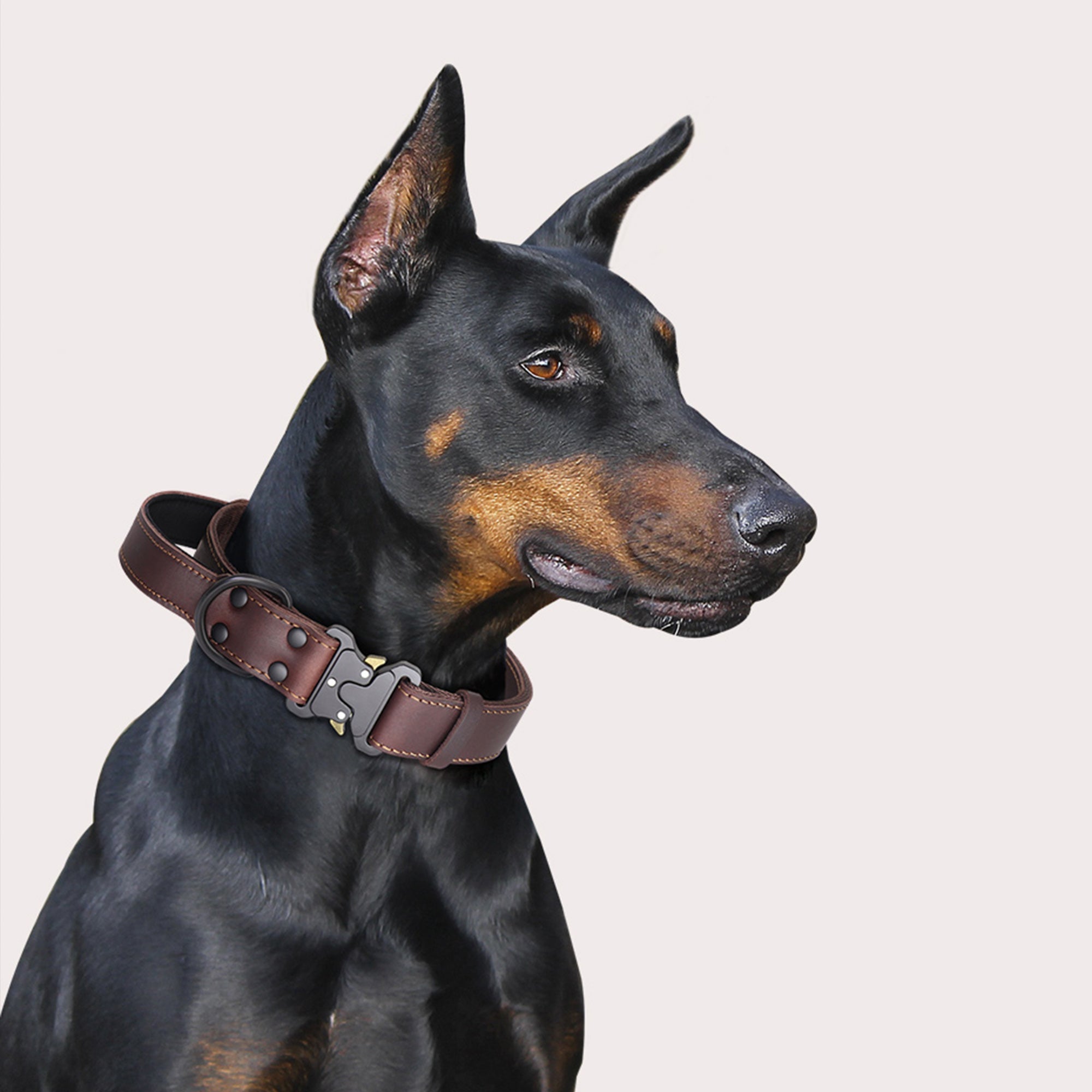 Pupwonders | Explosion-Proof Bullhide Dog Collar