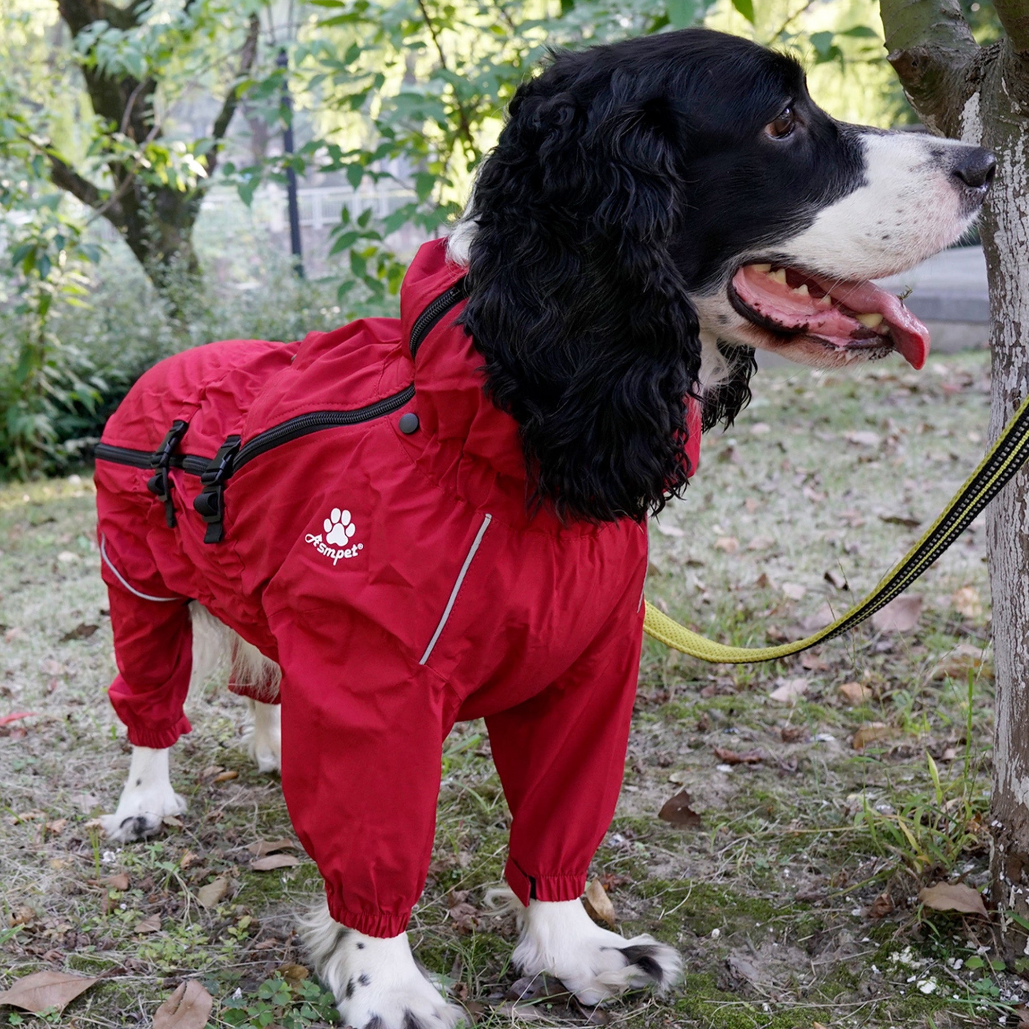 Springer hot sale spaniel raincoat