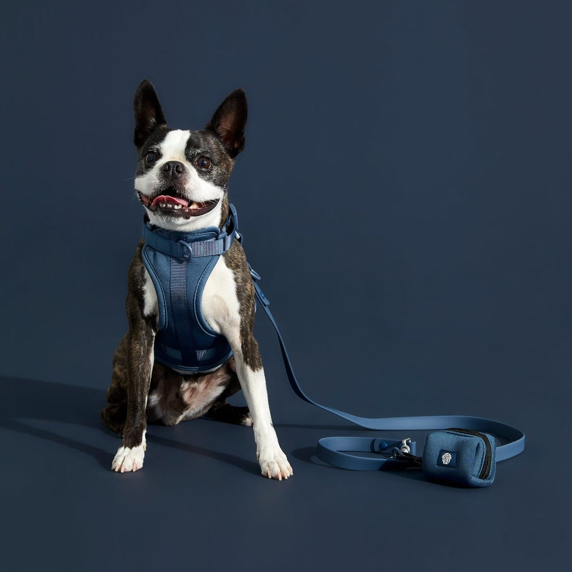 Easy walk best sale dog harness