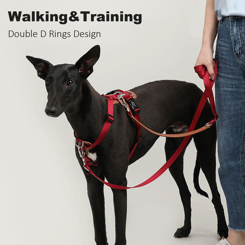 Double d ring dog harness online