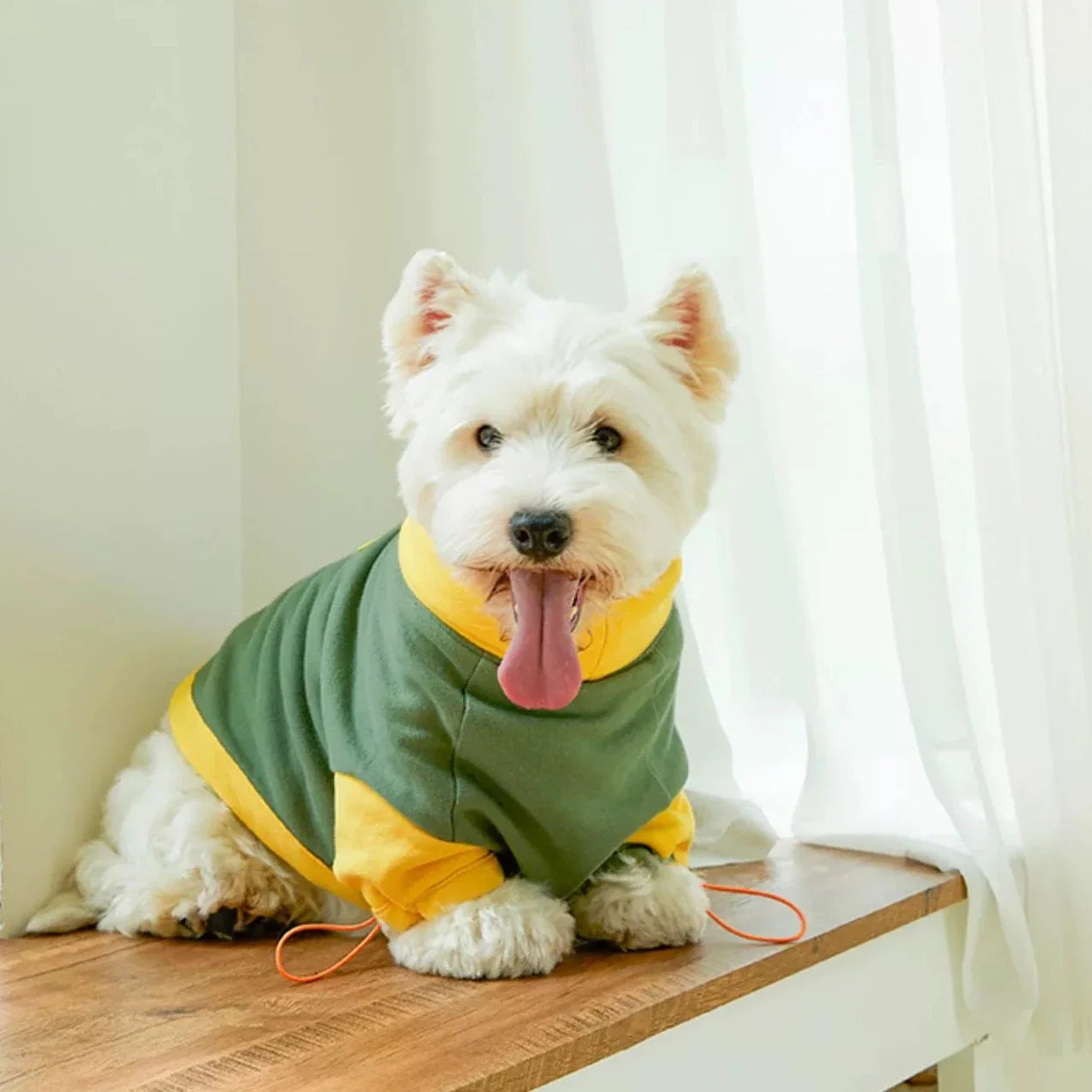 Corgiology | Color Block High-Neck Knit Sweater