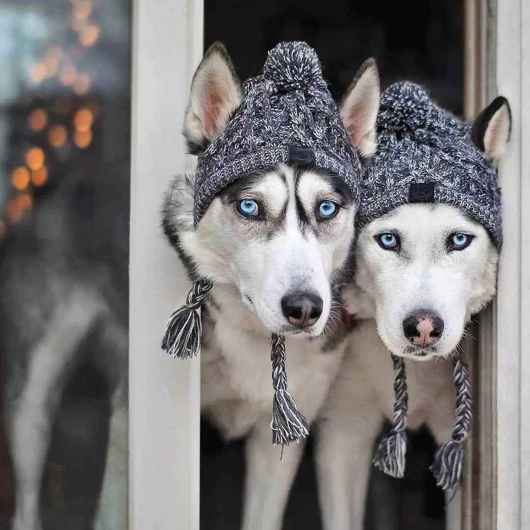 Pupwonders | Charming Canine Pom-Pom Pet Hat