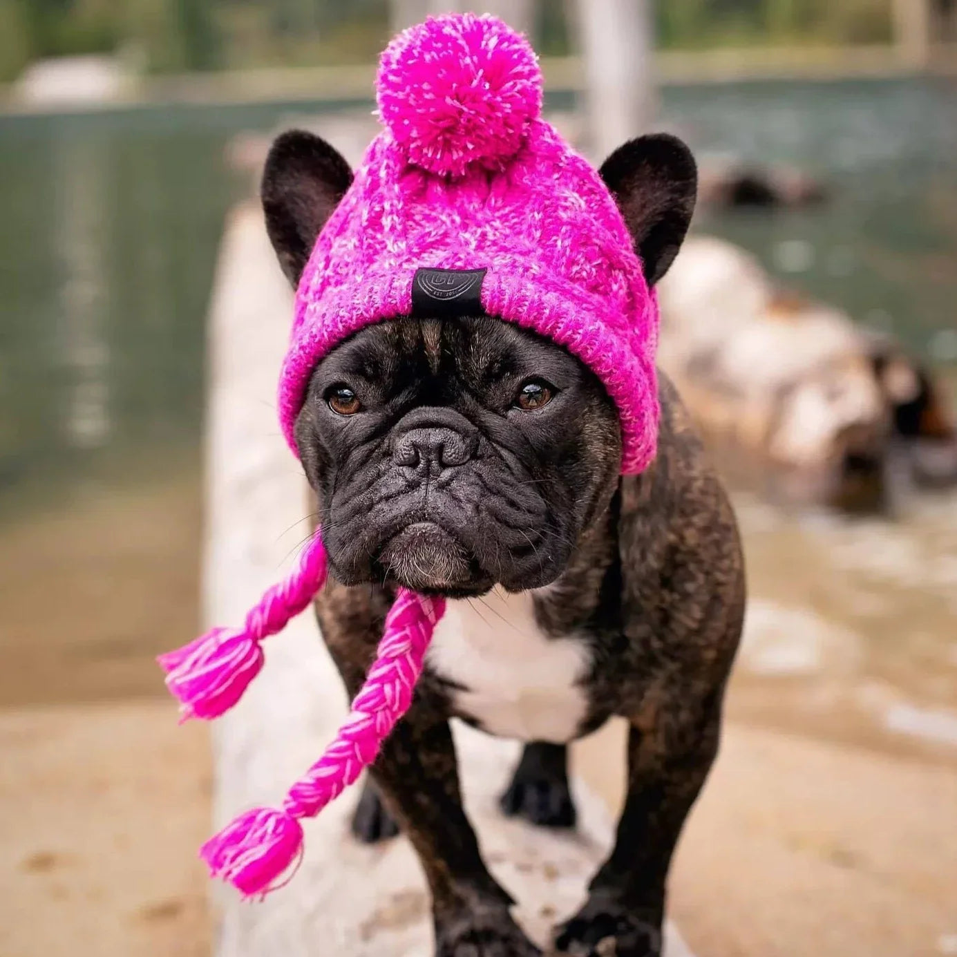 Pom pom store hat for dogs