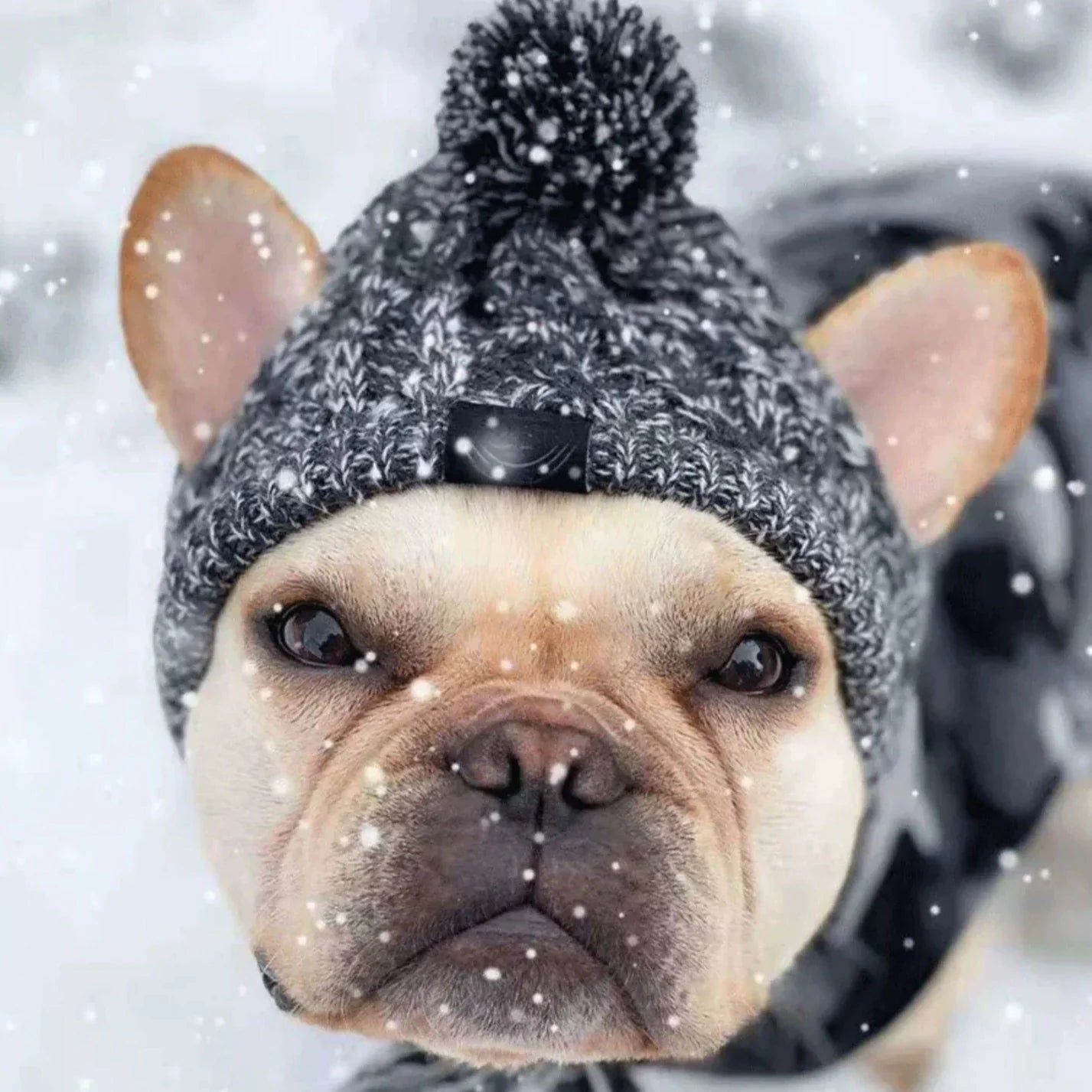 Pupwonders | Charming Canine Pom-Pom Pet Hat