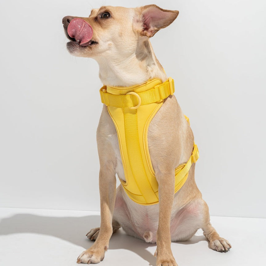 Pupwonders | Easy Walk Dog Harness,Purple,Orange,Black,Blue,Yellow