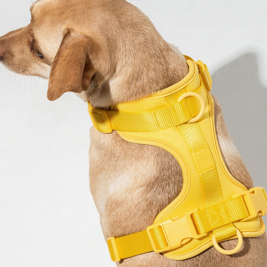 Pupwonders | Easy Walk Dog Harness,Purple,Orange,Black,Blue,Yellow