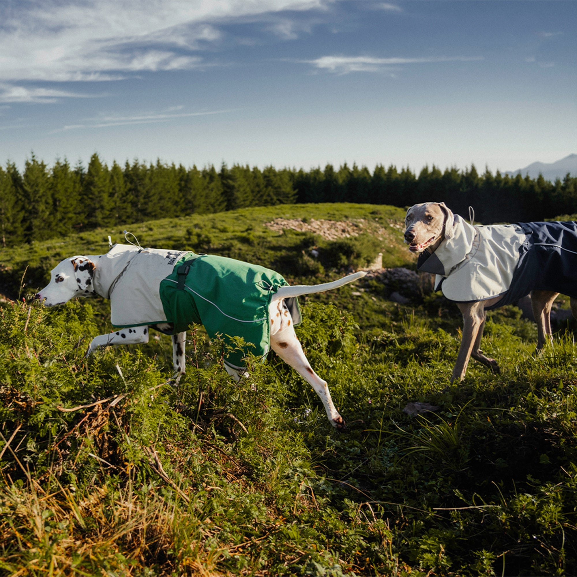 Hardshell Dog Waterproof Jacket - Green,Green